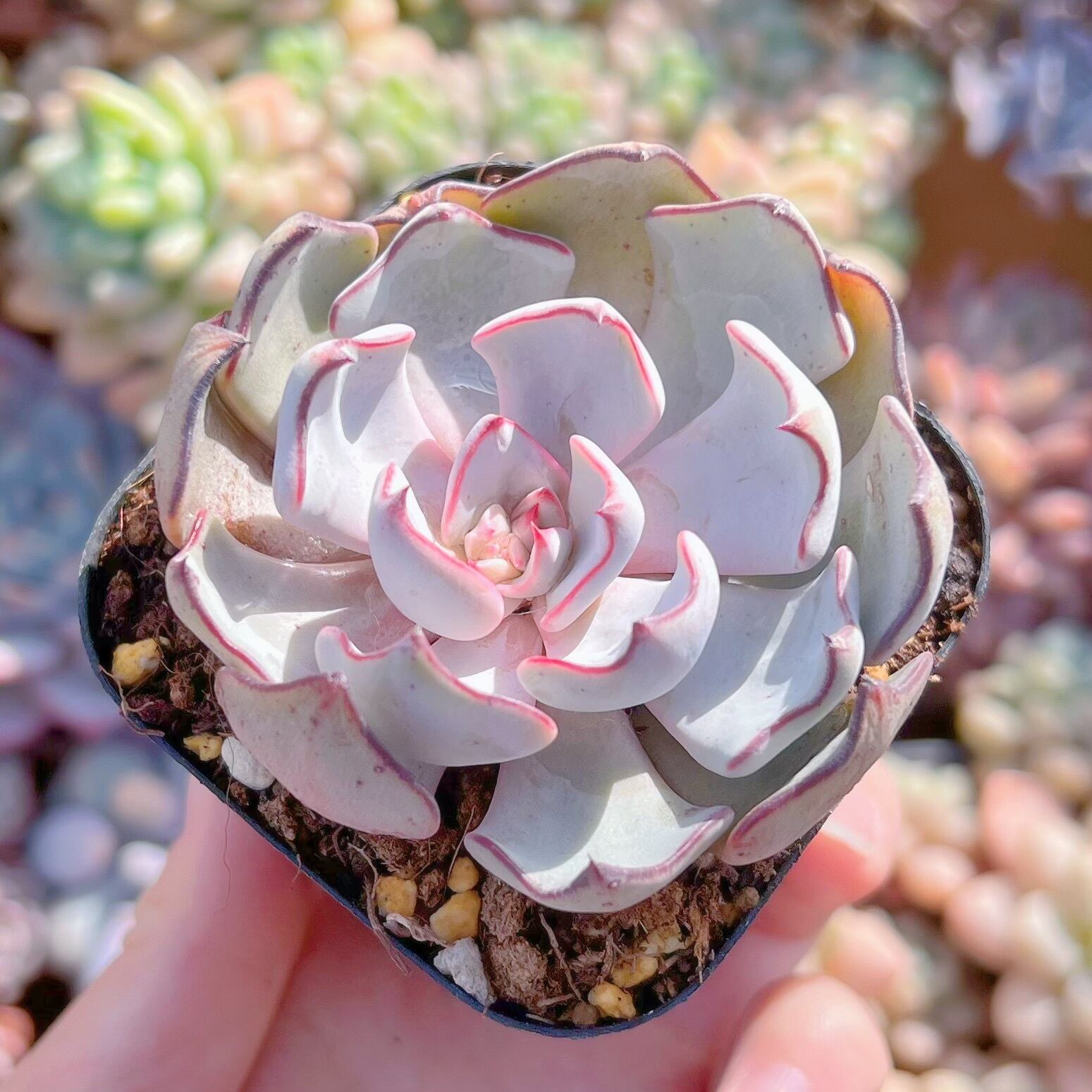 現品　ストリクチフローラ#1125　るる農園