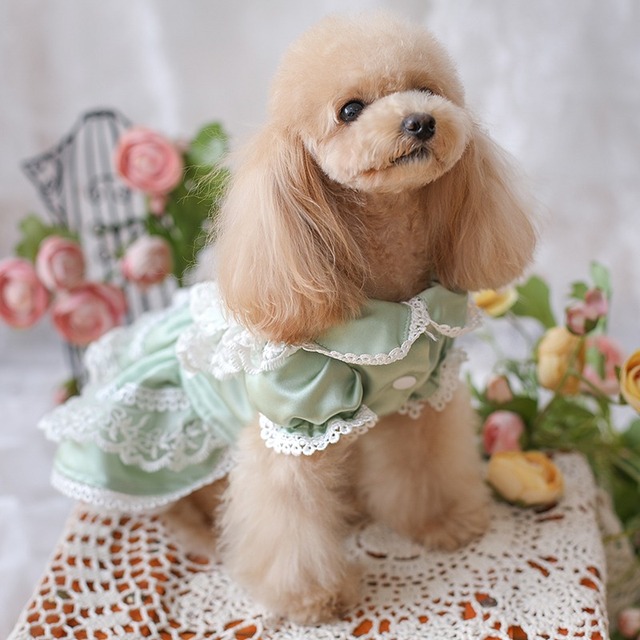 大型犬もOK フリルたっぷりの春色ドレス