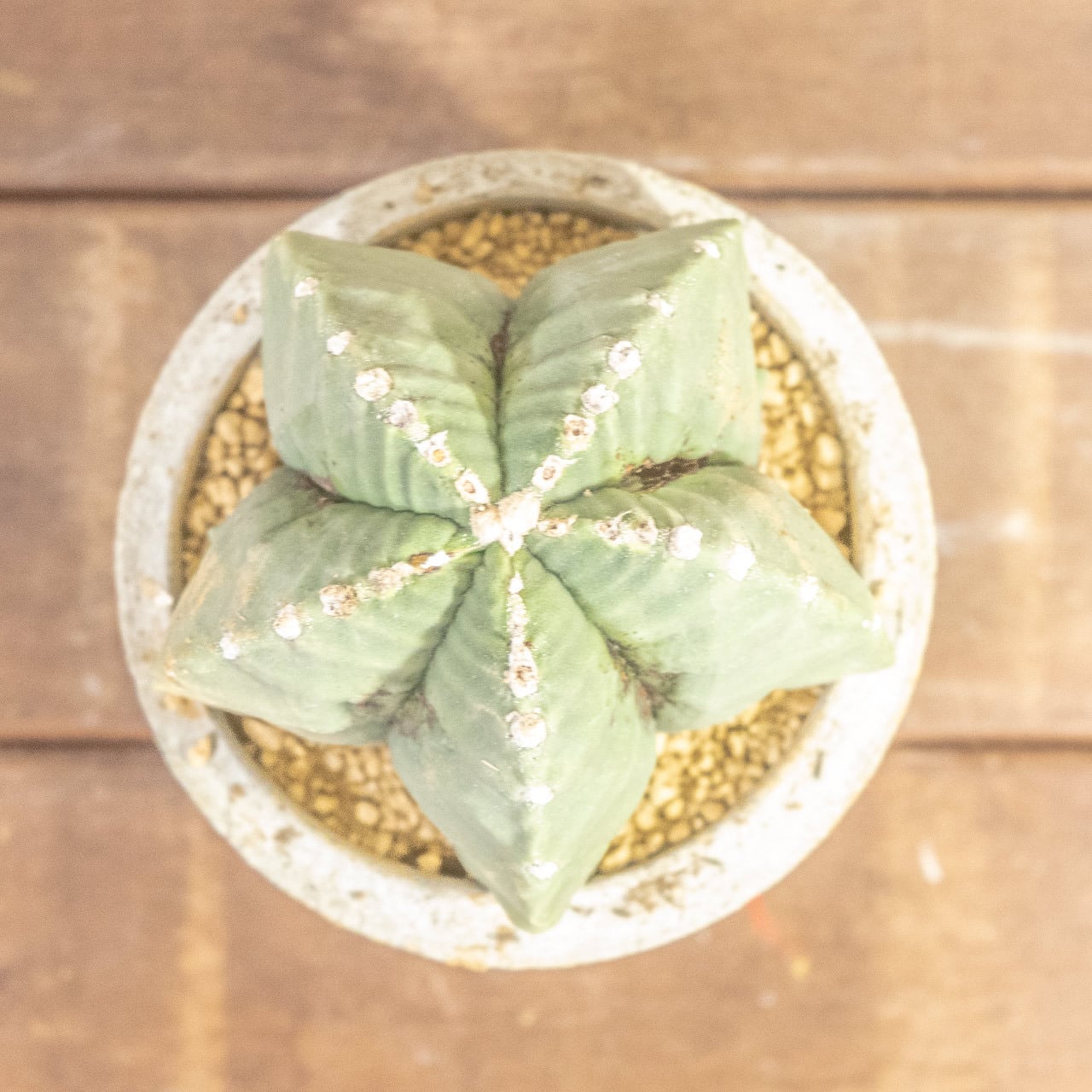 【幾何学的な五角形が美しい】碧瑠璃鸞鳳玉（ヘキラン）。無骨でインダストリアルな手づくりモルタル鉢とセット。一株ごとの厳選仕入れで安心。｜虫発生抑制｜送料全国一律850円