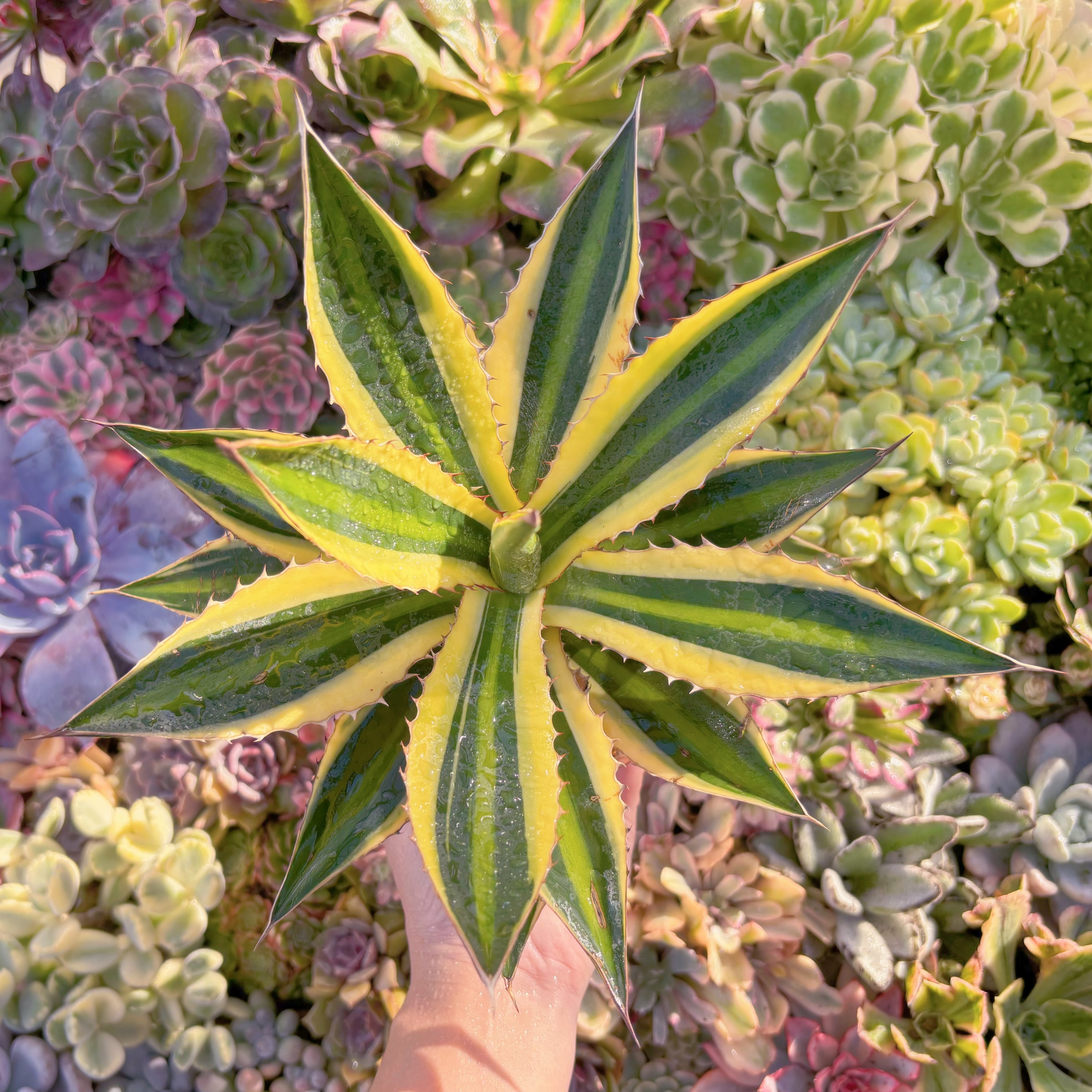 現品　五色万代錦#E08　大苗　るる農園