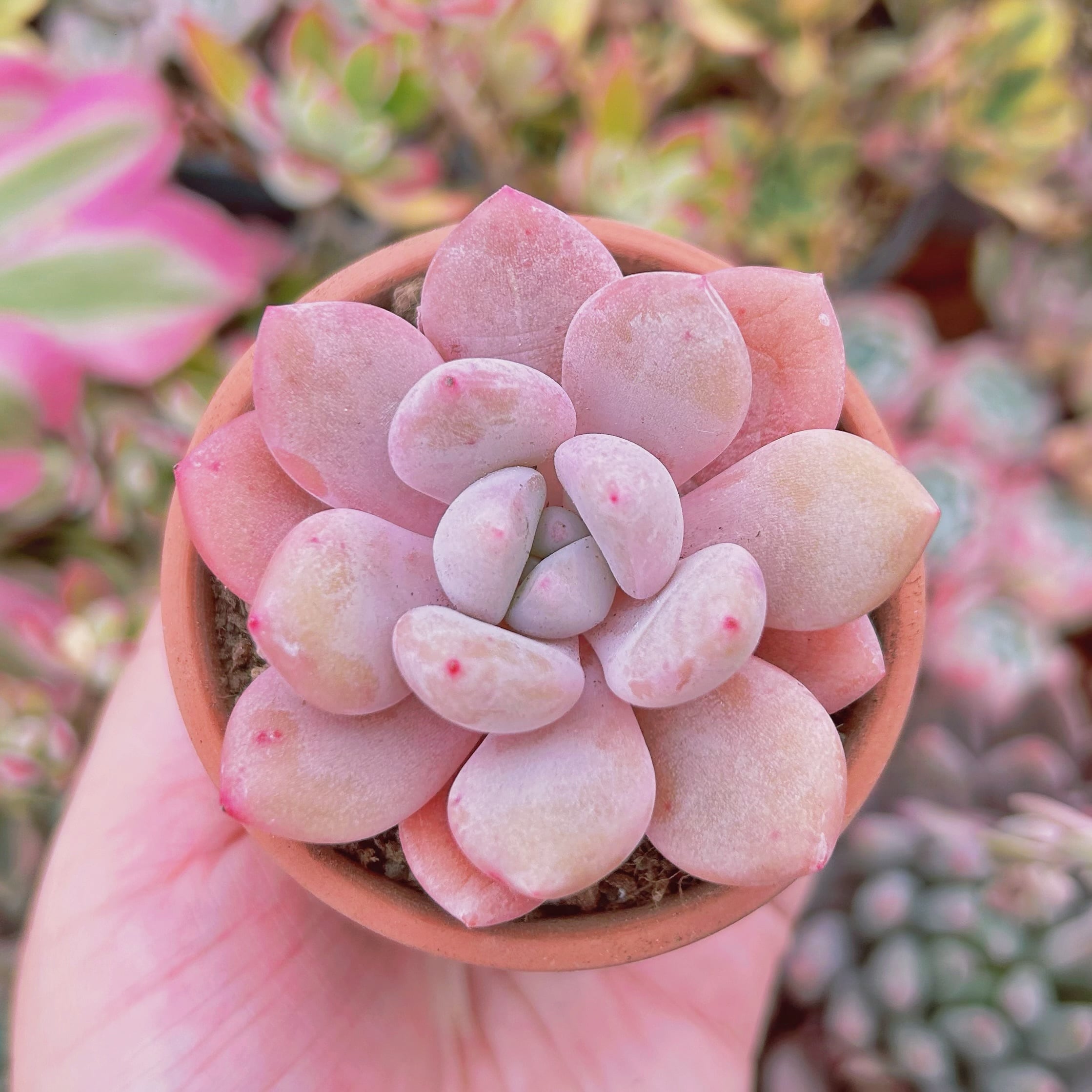 #073  現物　多肉植物　アメジスチヌムxモンロー