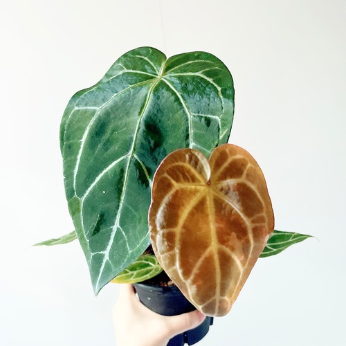 《希少》アンスリウム サウスアメリカ ハイブリッド種 観葉植物 アロイド