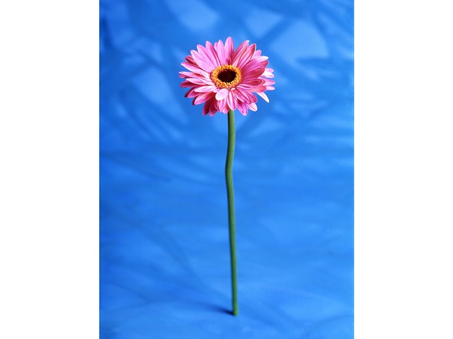 Gerbera