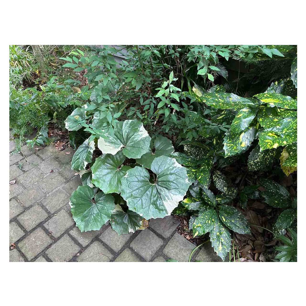 Set】Hosta×3 ＆ Farfugium×1 | Seeding