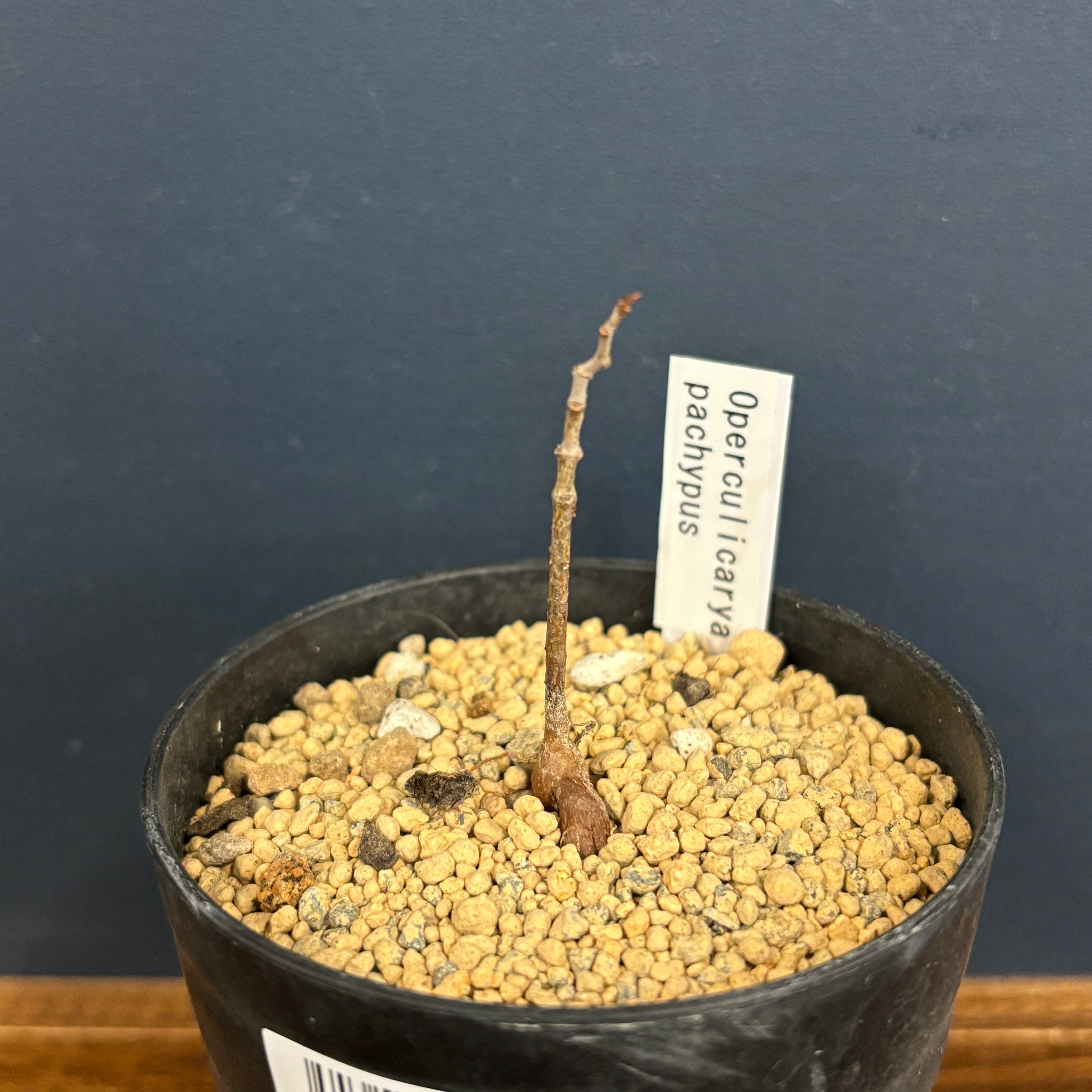 オペルクリカリア パキプス【1066】