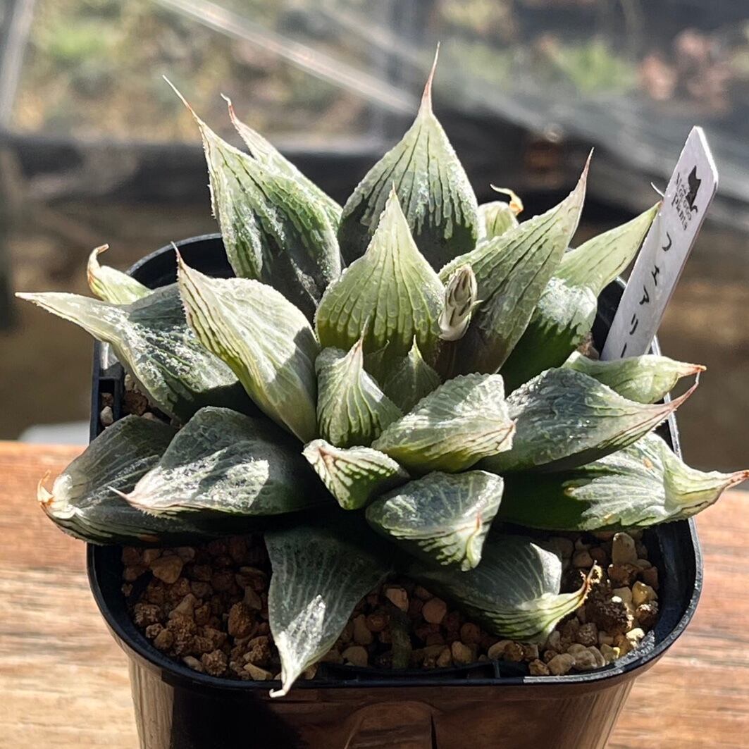 ハオルチア ピグマエアミュータント 実生 特異株 ハオルチア ピグマエアミュータント実生 特異株 | mocono_plants