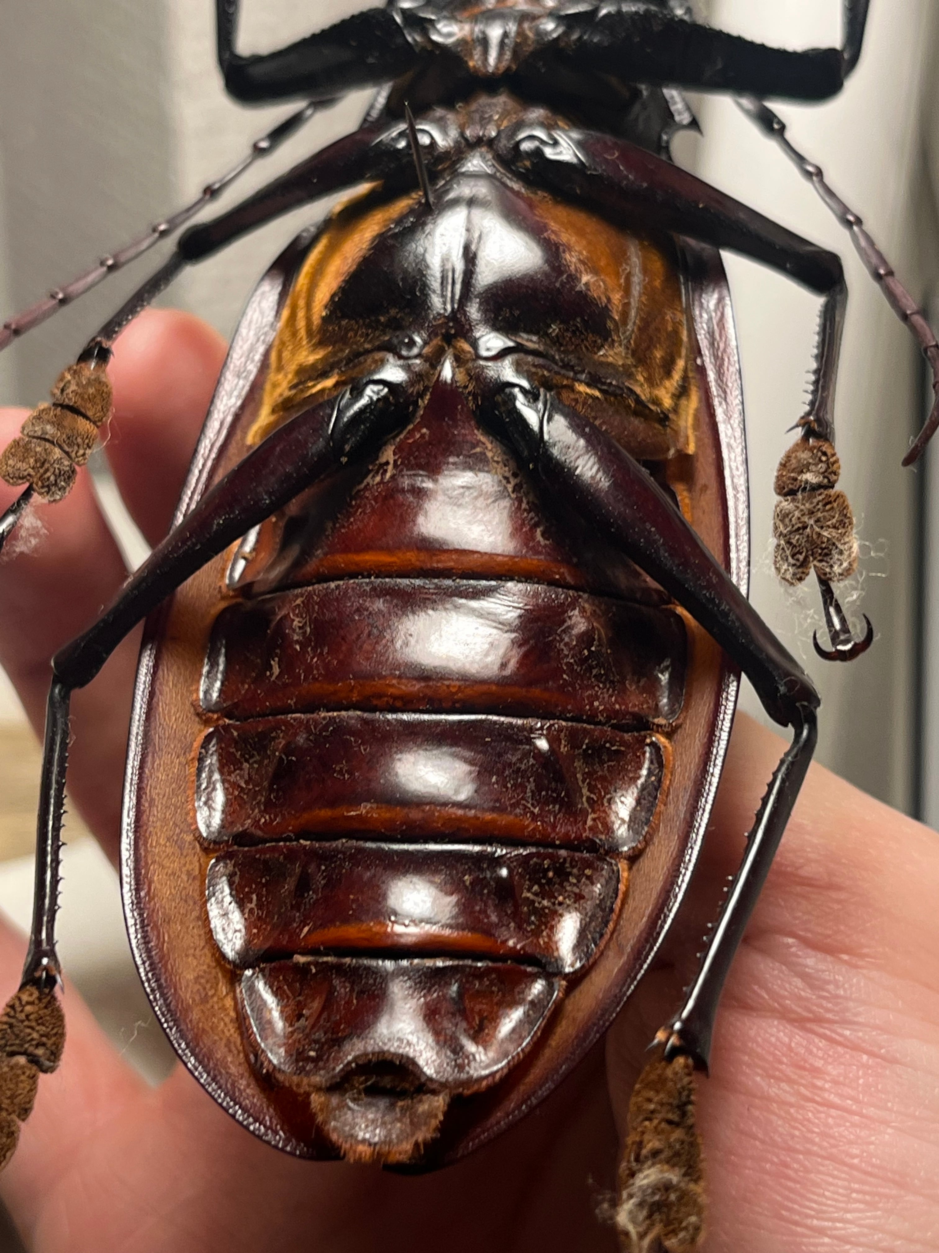 121mm】タイタンオオウスバカミキリ カブトムシクワガタハナムグリ