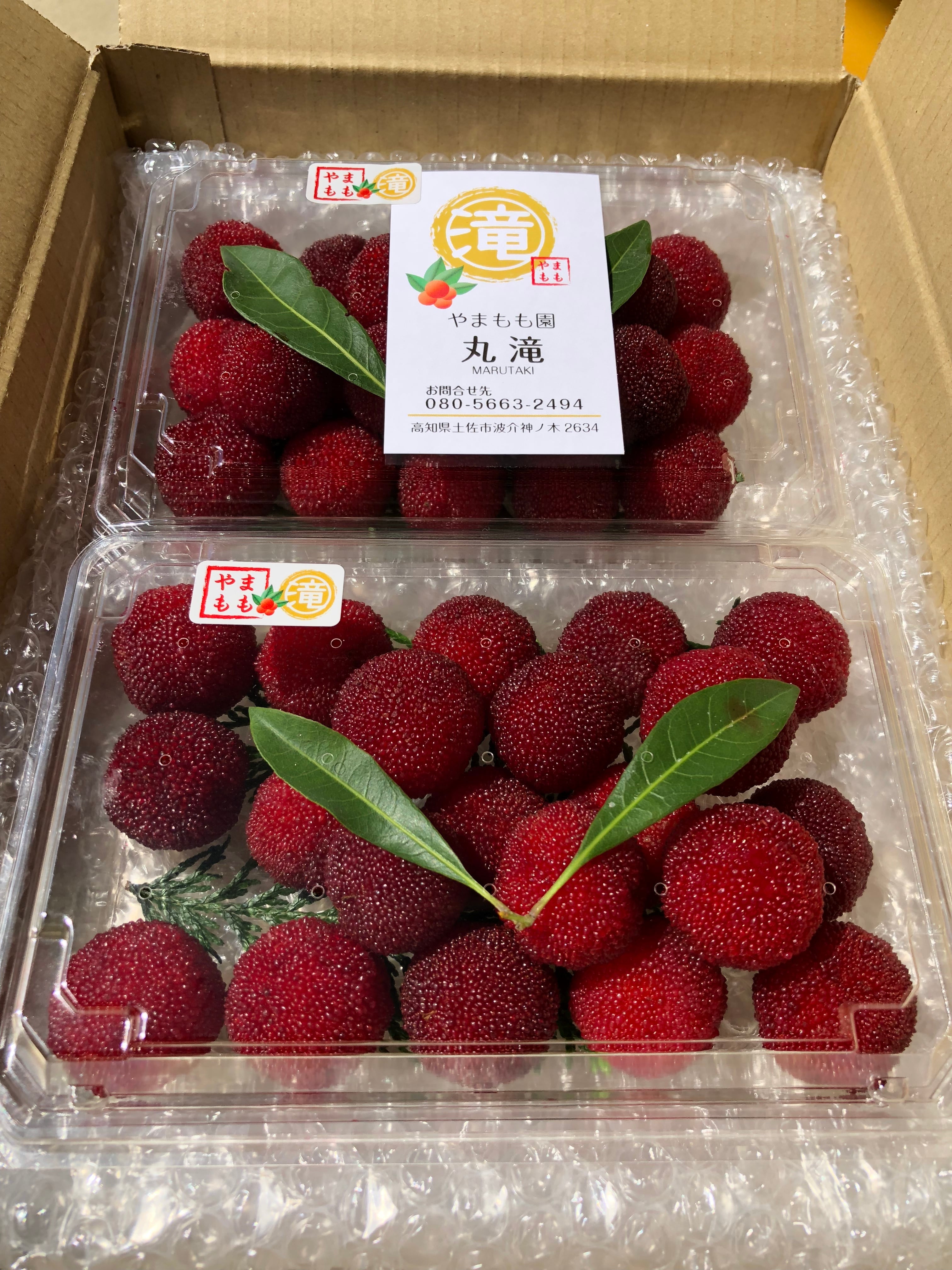 やまもも大玉 専用 やまもも大玉 専用 やまもも 大玉予約専用