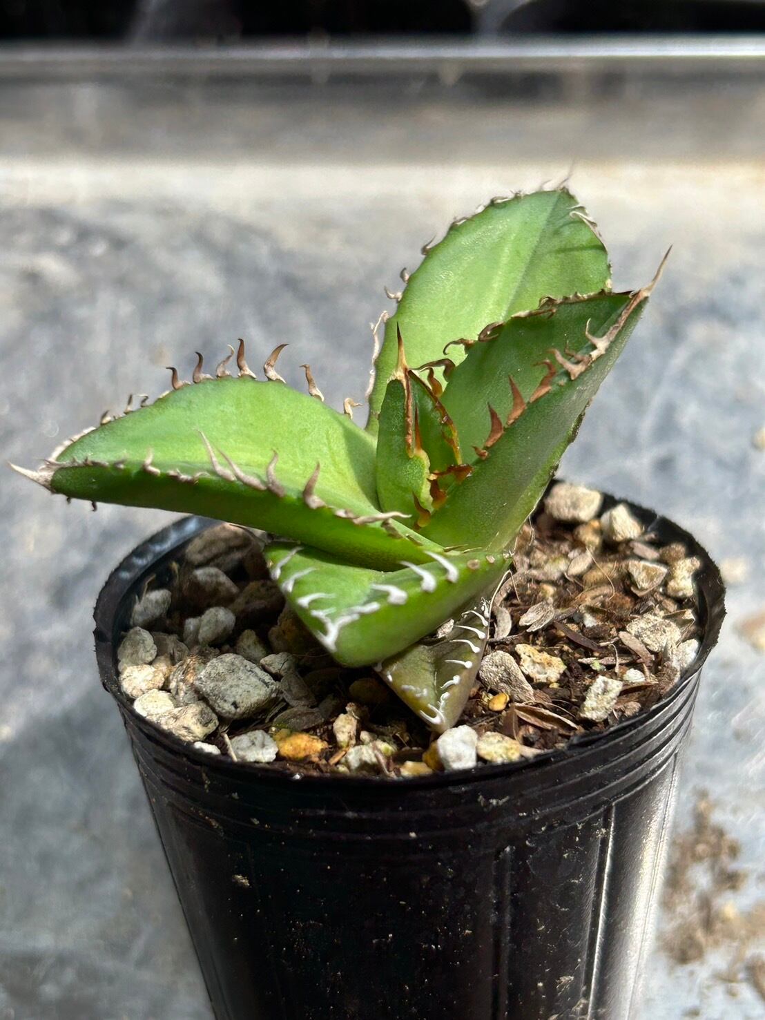 【 90 】oteroi seedling ②