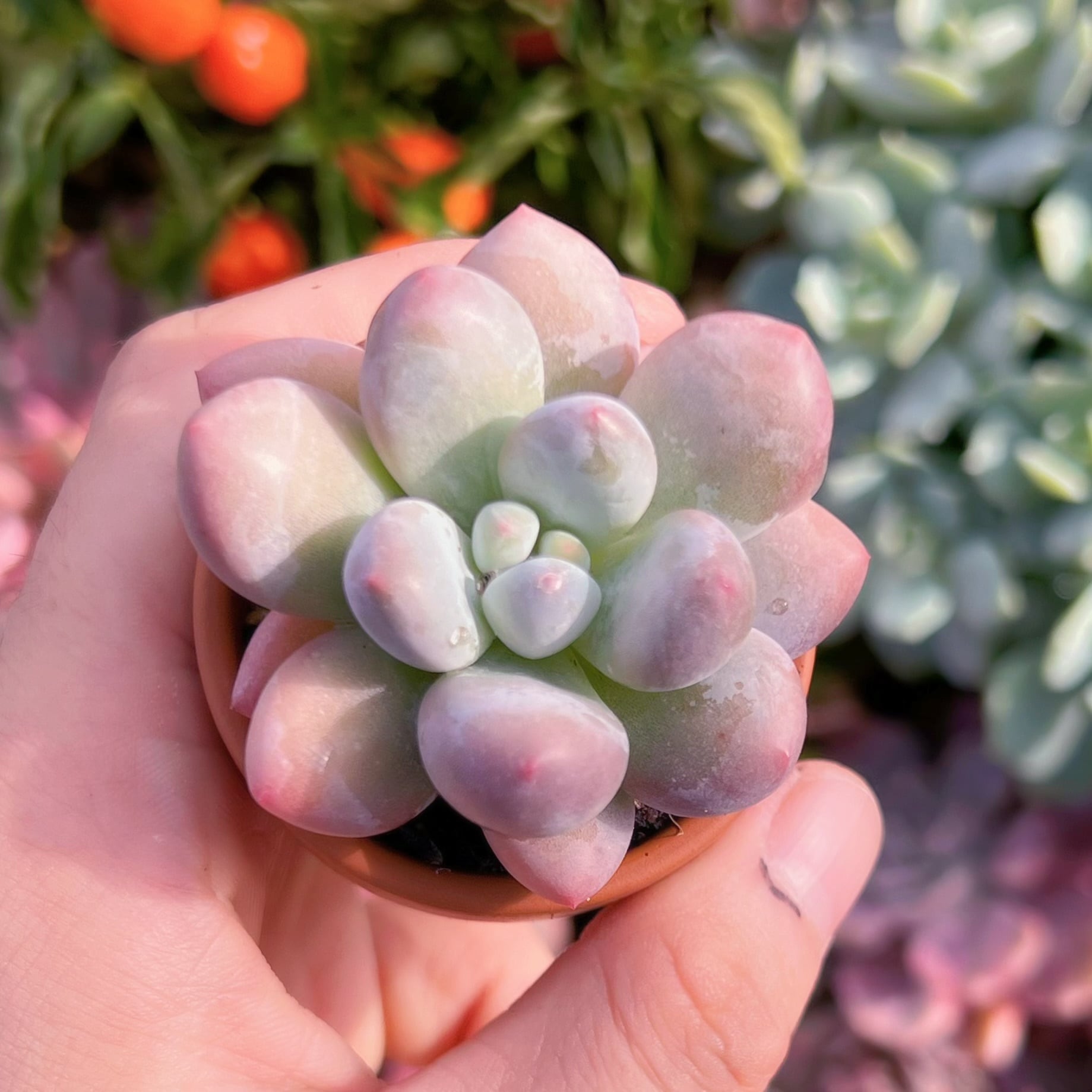 多肉植物　タマゴチーズsp　新入荷　るる農園