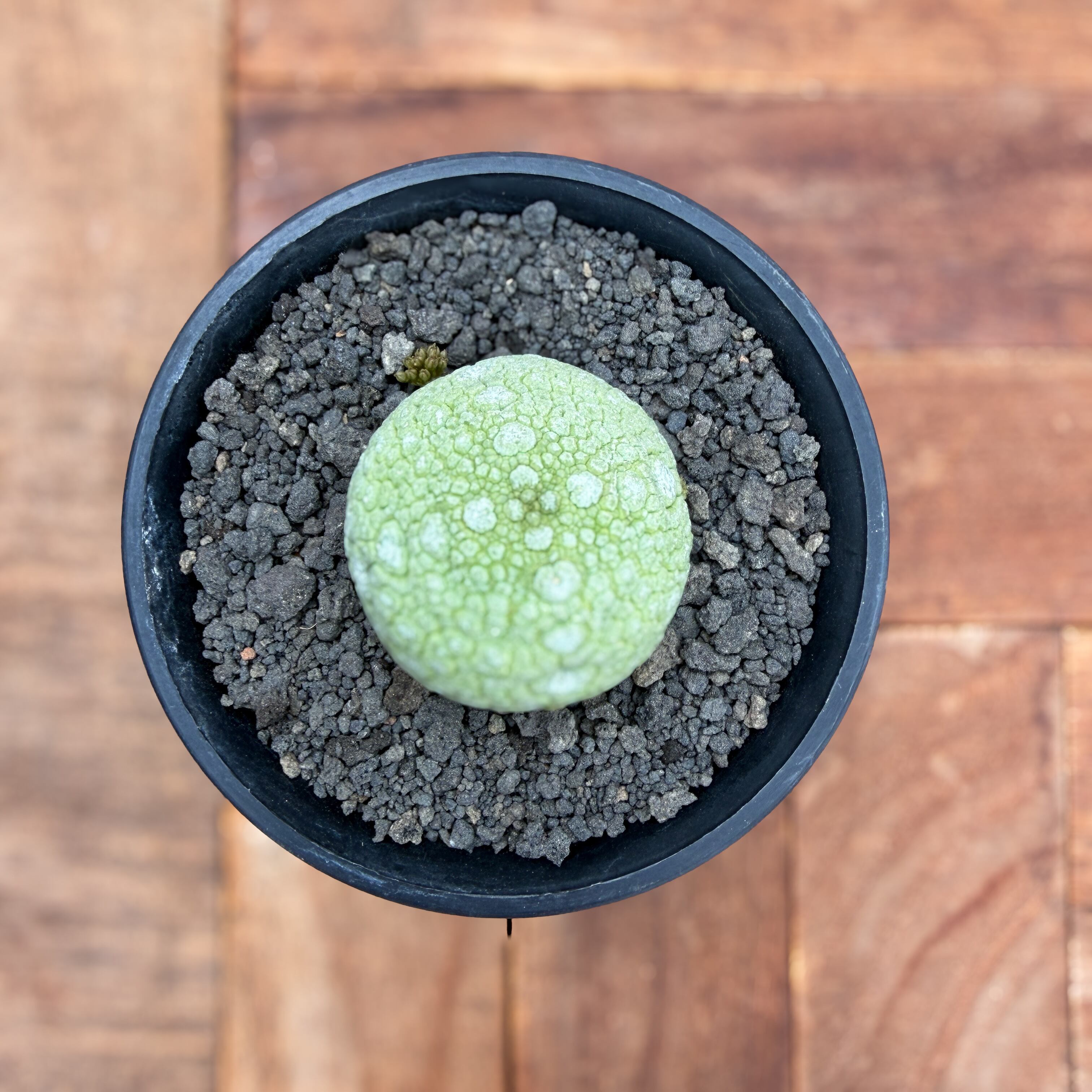 Pseudolithos migiurtinus 【プセウドリトス・ミギウルティヌス・実生