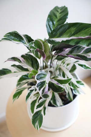 【M】カラテア ホワイトフュージョン/Calathea White Fusion