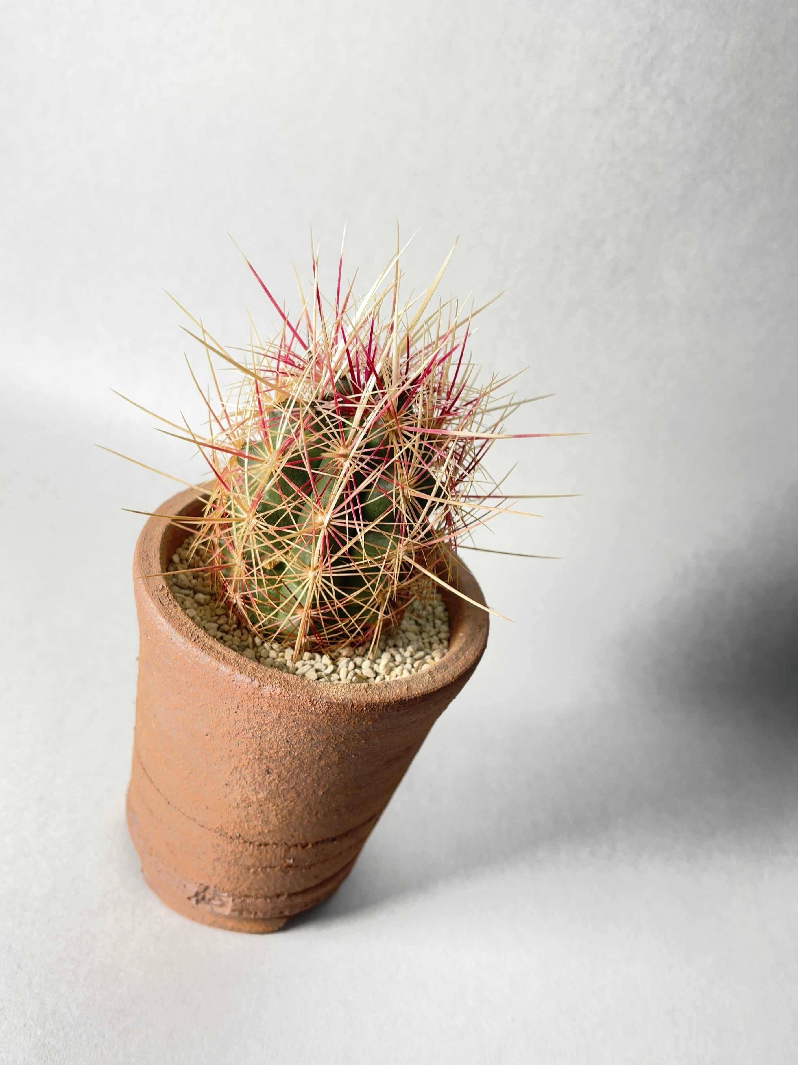 テフロカクタス　チェコ便Aフルセット　４４種類　５粒ずつセット サボテン テロカクタス 五色大統領 × プラ鉢 | 最終的にサボテン