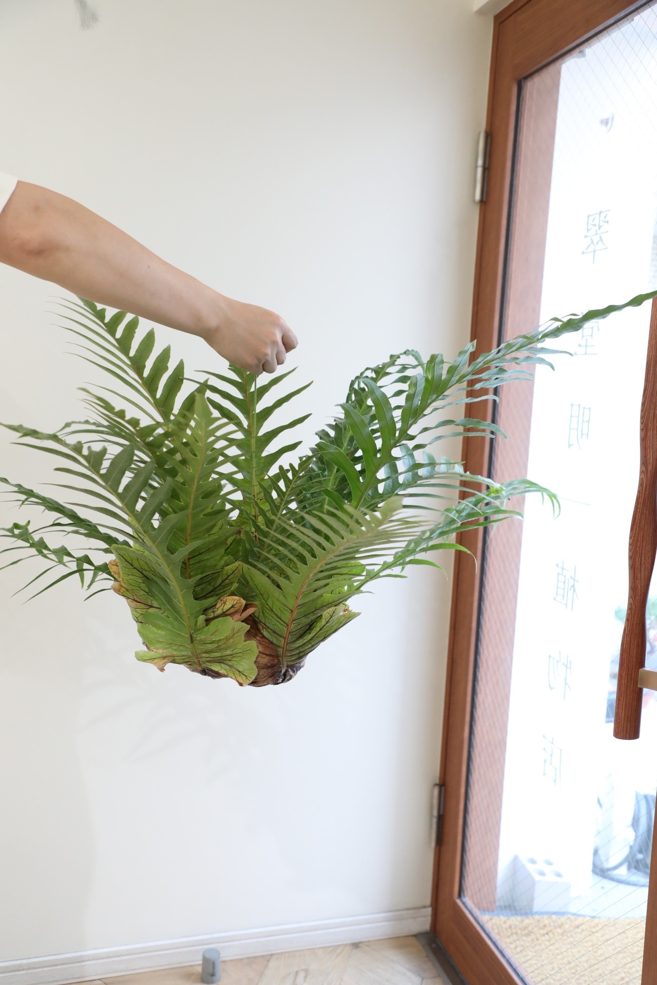 【L】アグラオモルファ コロナンス 苔玉　※ハンギング付き