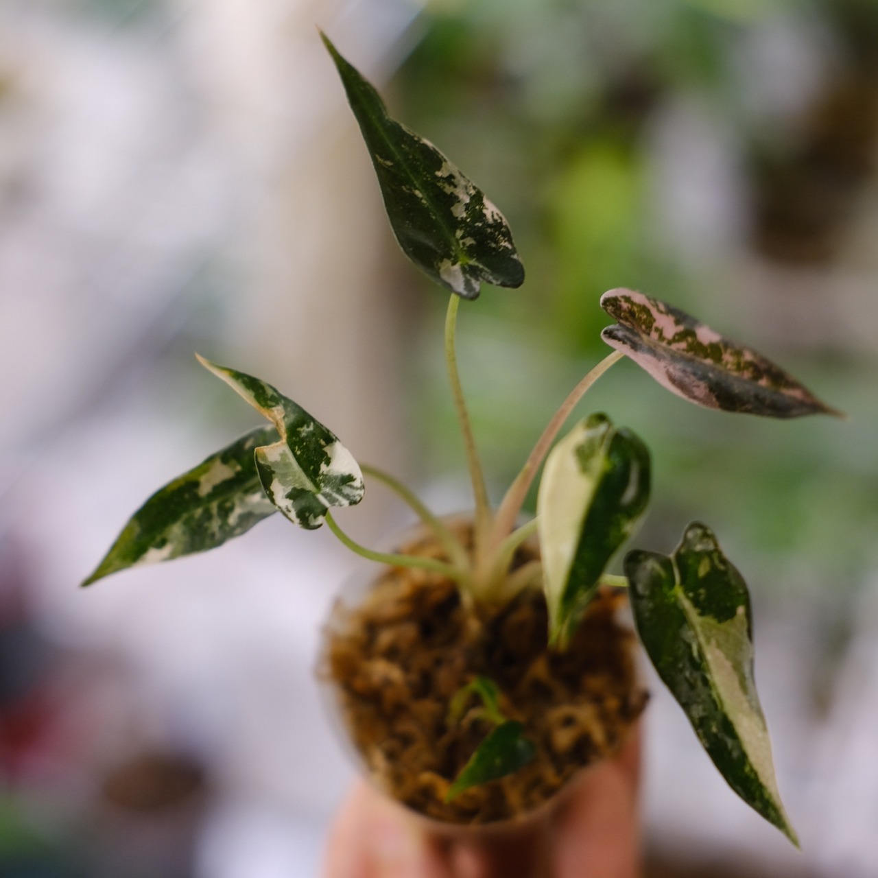 アロカシア バンビーノ ピンク/ Alocasia bambino Pink③