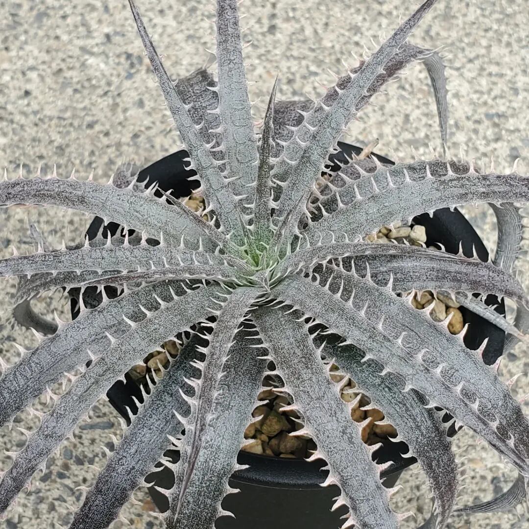 F00423_Dyckia delicata (Seed from Brazil)：ディッキア・デリカータ