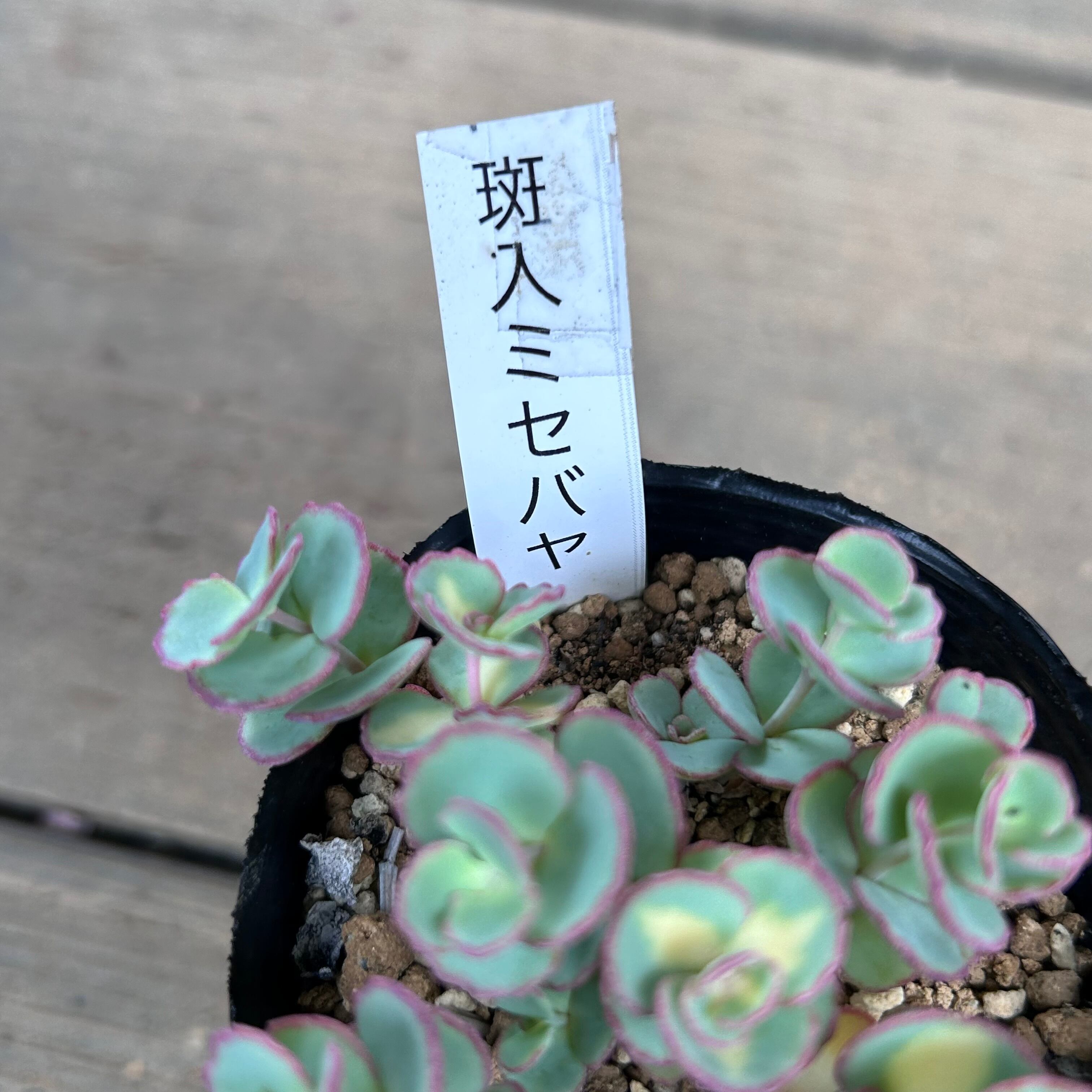 斑入りミセバヤ | RuPo 多肉植物専門店