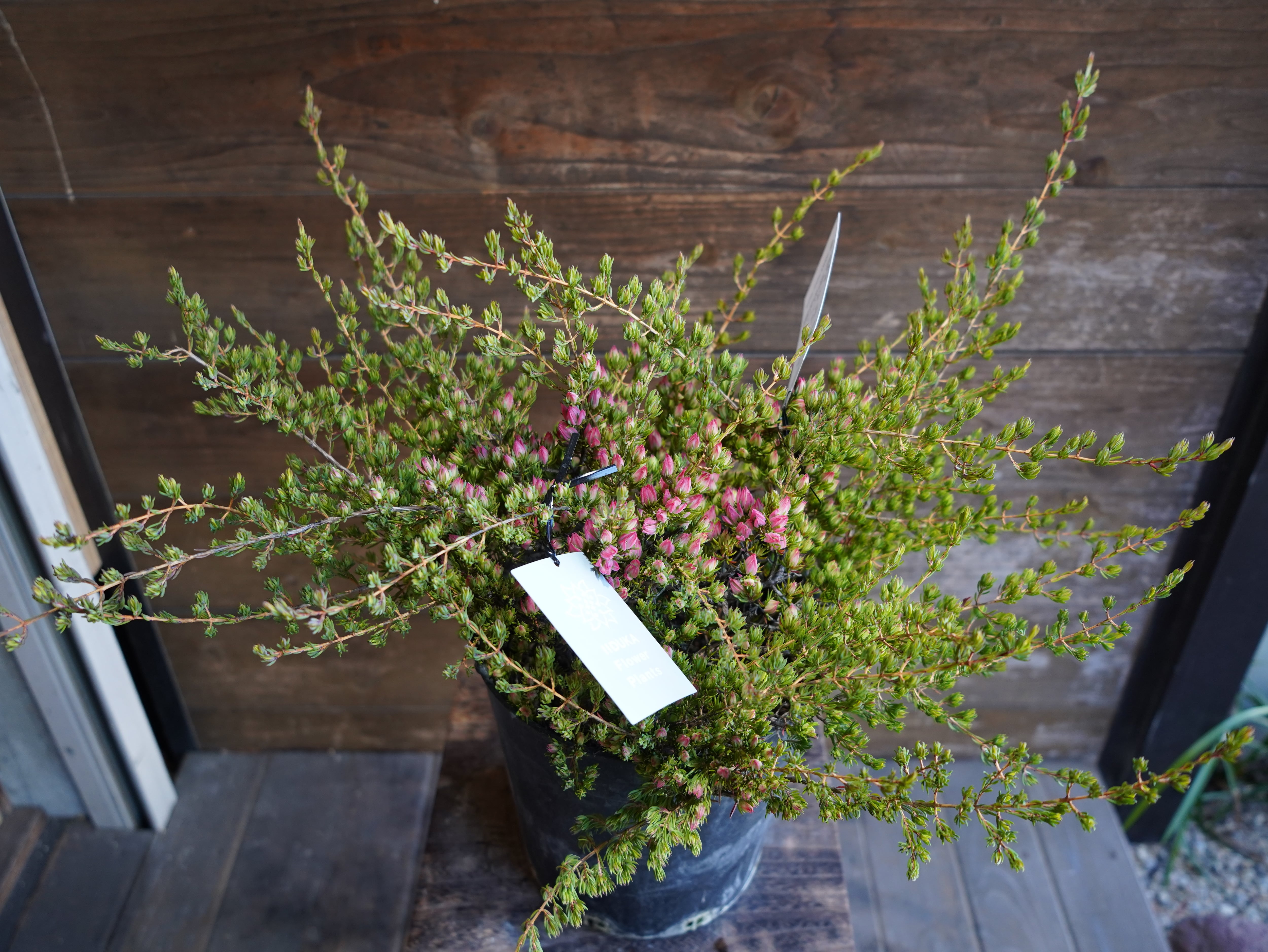 【現物】ダーウィニア "タクシフォリア"