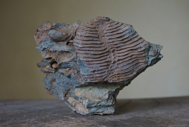 レプトダス Leptodus