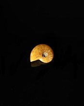 東京サイエンス × WV / Ammonite Fossil Brooch Pin -  M1