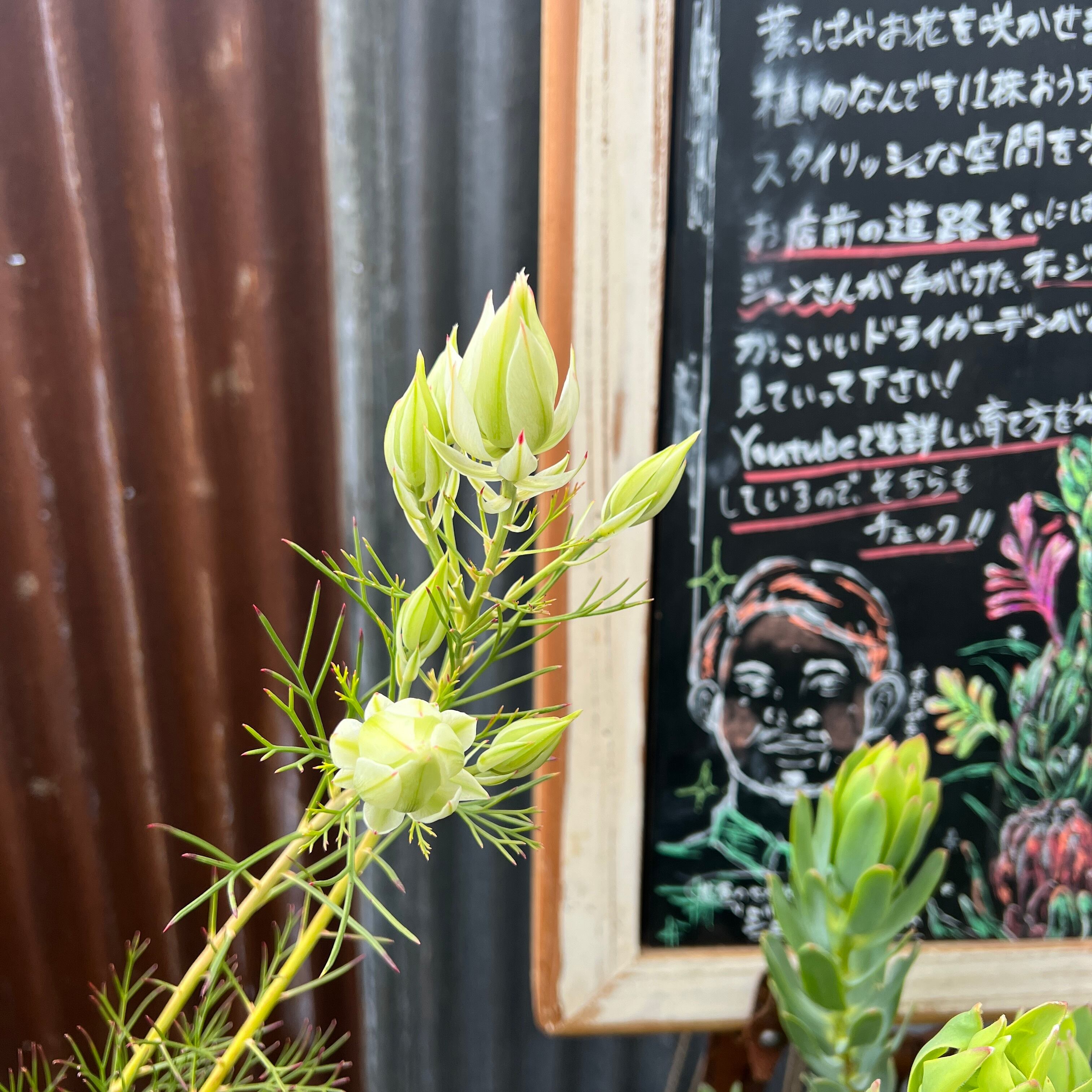 ジョーイセルリア ブラッシングブライド① | 沼ノ上農園