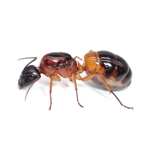 バンデッドシュガーアント｜女王｜Camponotus consobrinus