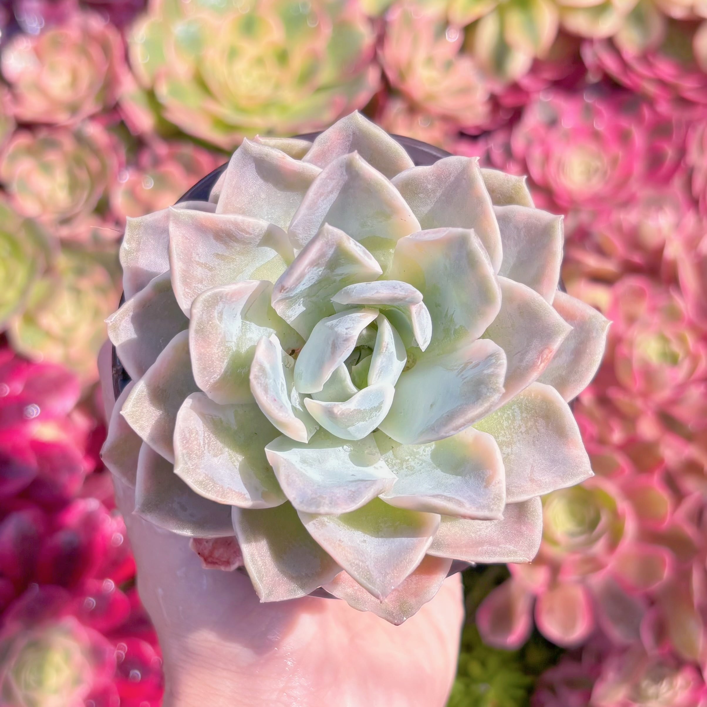 多肉植物　ラブリーローズx白牡丹錦　新入荷　るる農園