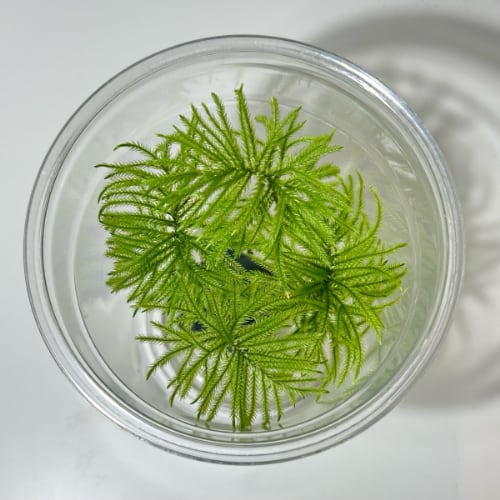 コウヤノマンネングサ