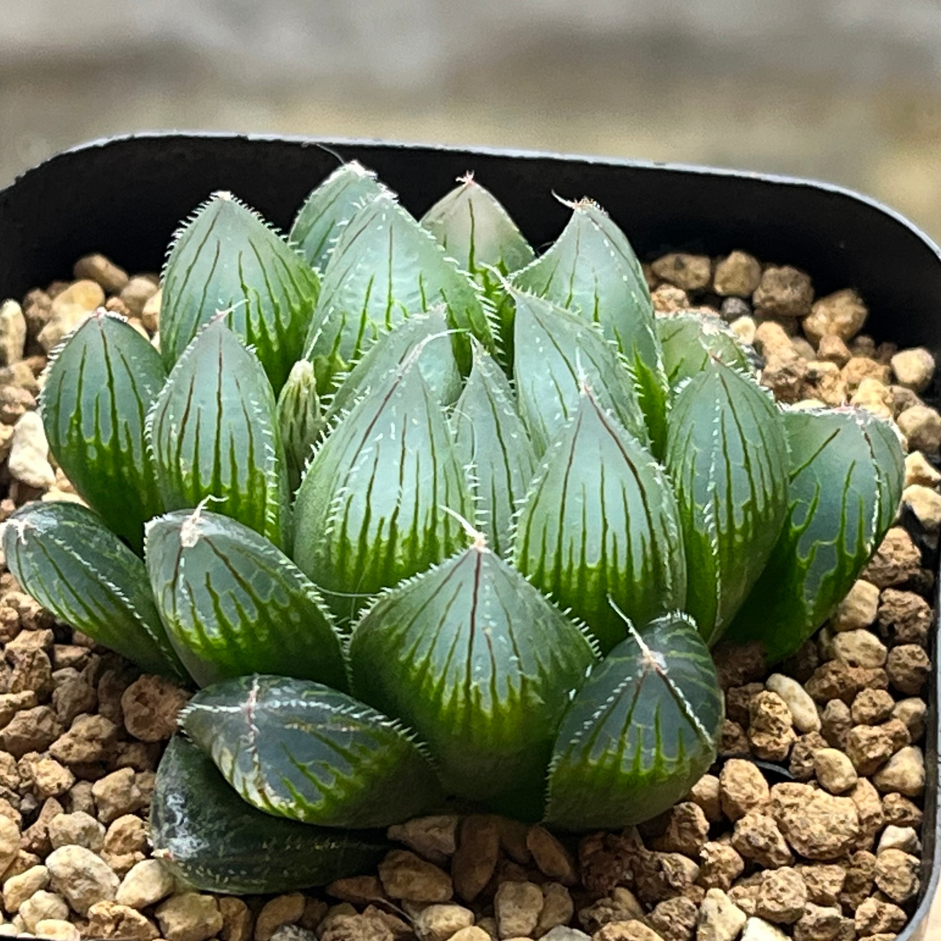 ハオルチア 雫絵巻錦 ハオルチア 雫絵巻 | mocono_plants