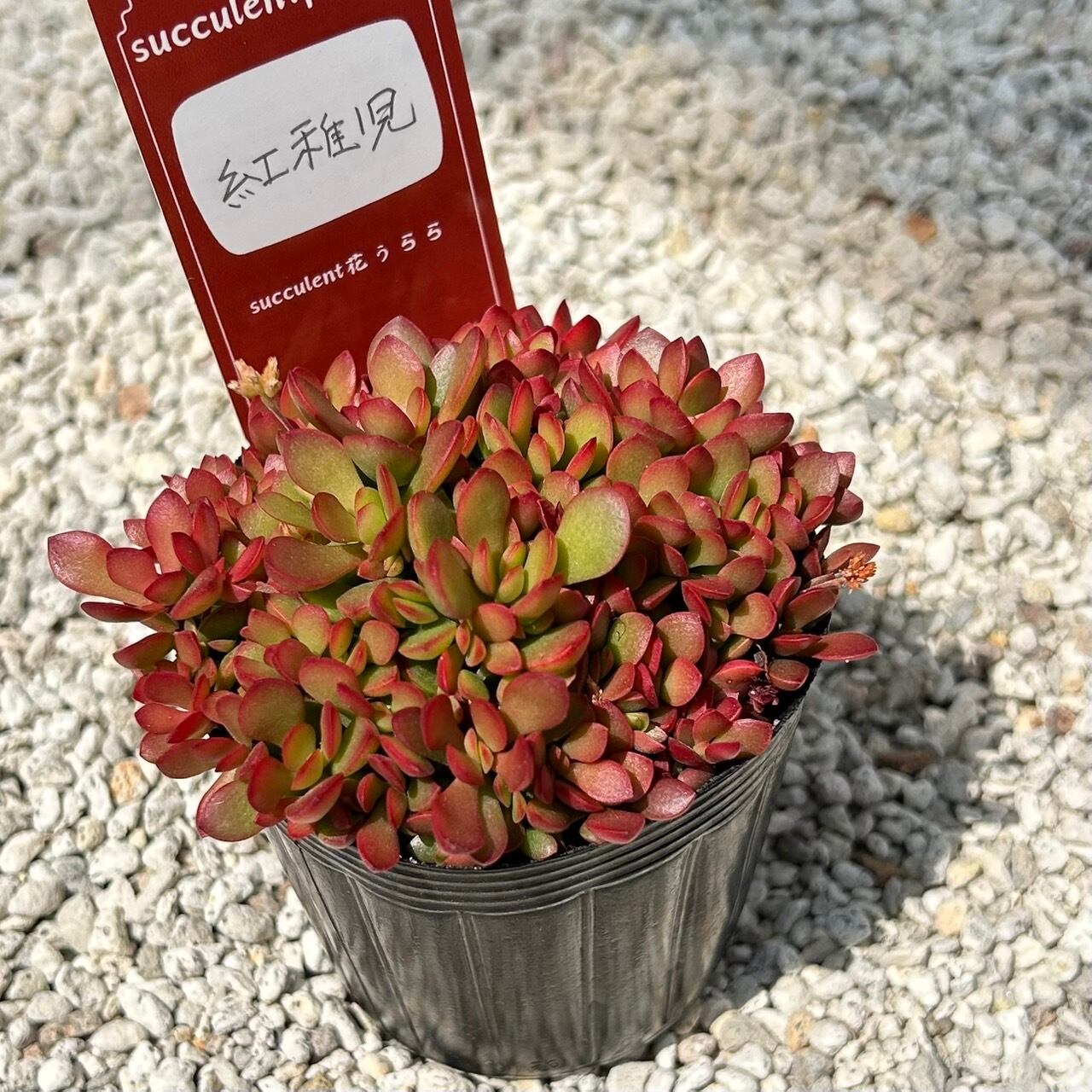 ALL ITEM | Succulent 花うらら 〜多肉植物