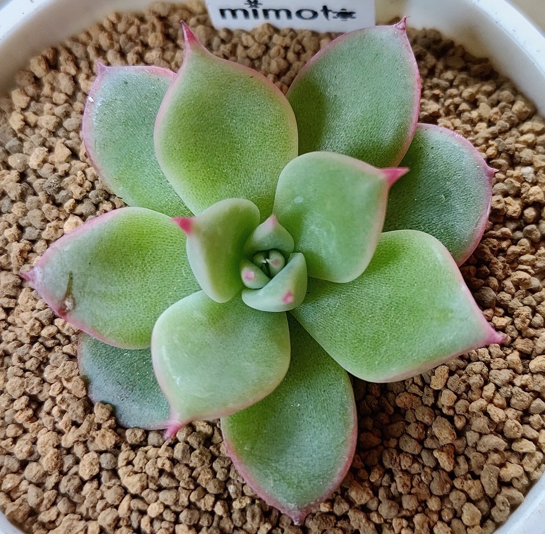 チワワエンシスイエコラ | RuPo 多肉植物専門店