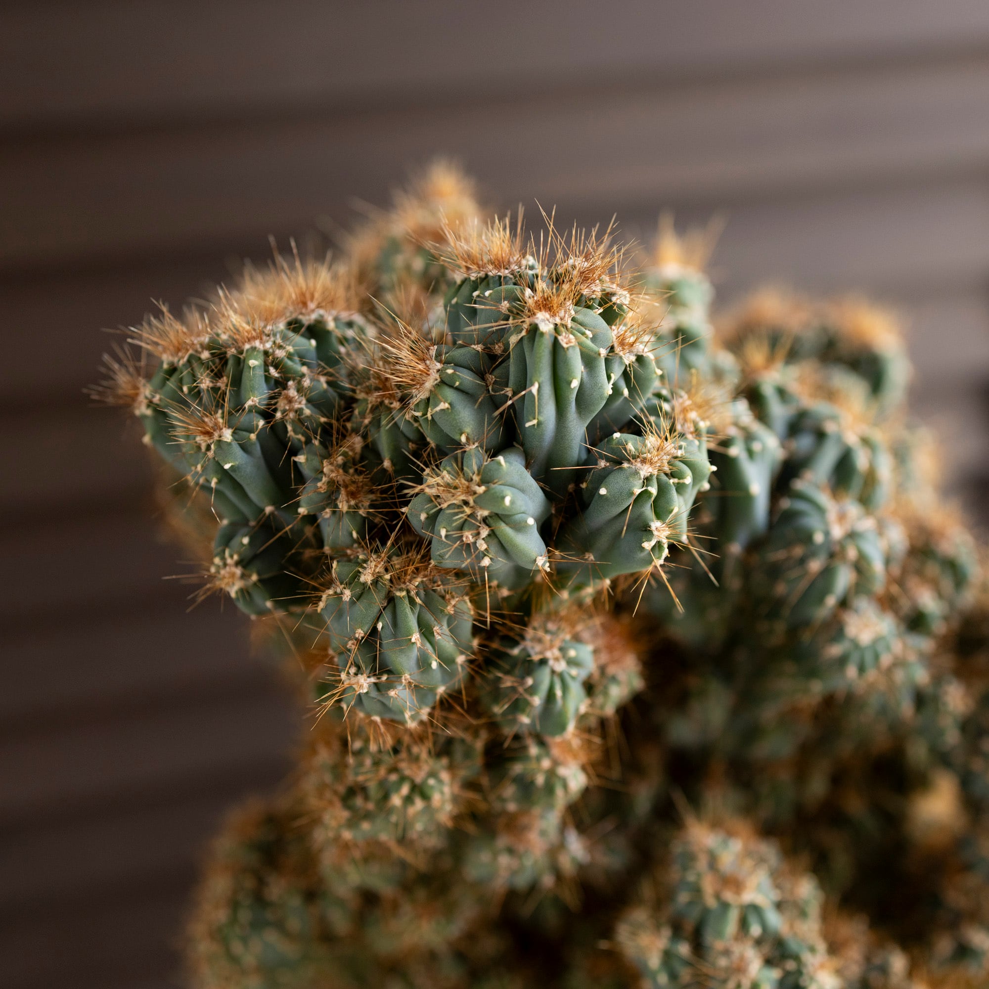 大株】金獅子 サボテン 綴化 群生 モンスト化 Cereus variabilis f