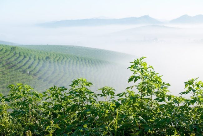 インドネシア　マンデリンG-1　リントン　バタックブルー