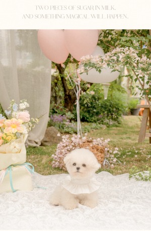 予約【pecoramou select】Sucre harness