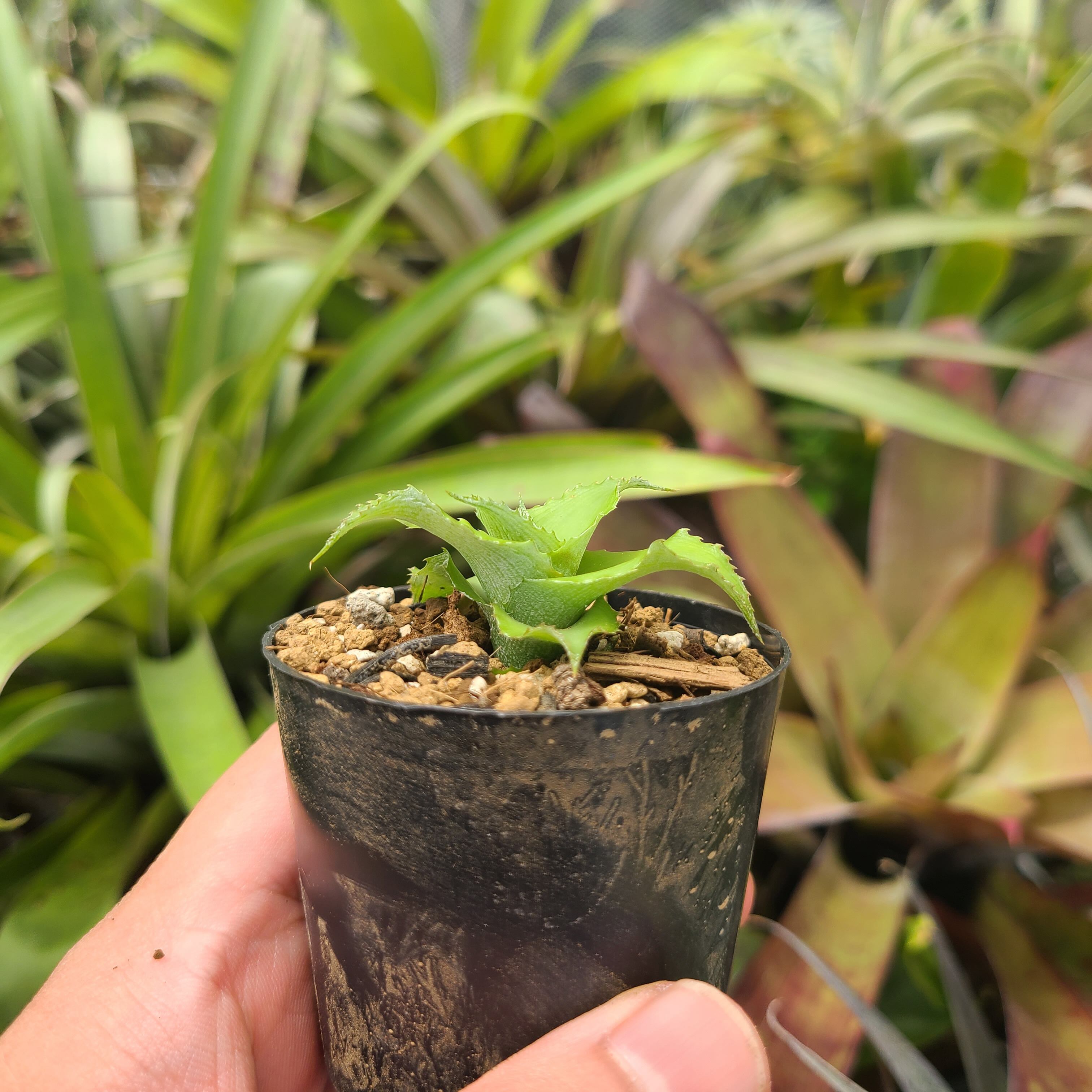 Cryptanthus 2株セット Cryptanthus 2株セット Cryptanthus dorothyae (Brazil) | PAY ID