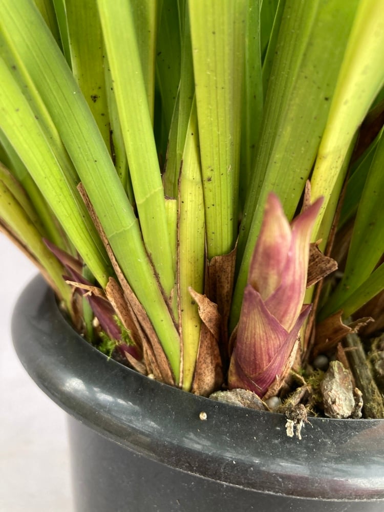 日本蜜蜂キンリョウヘン！6鉢セット！送料無料！ 日本蜜蜂キンリョウヘン！6鉢セット！送料無料！ キンリョウヘン