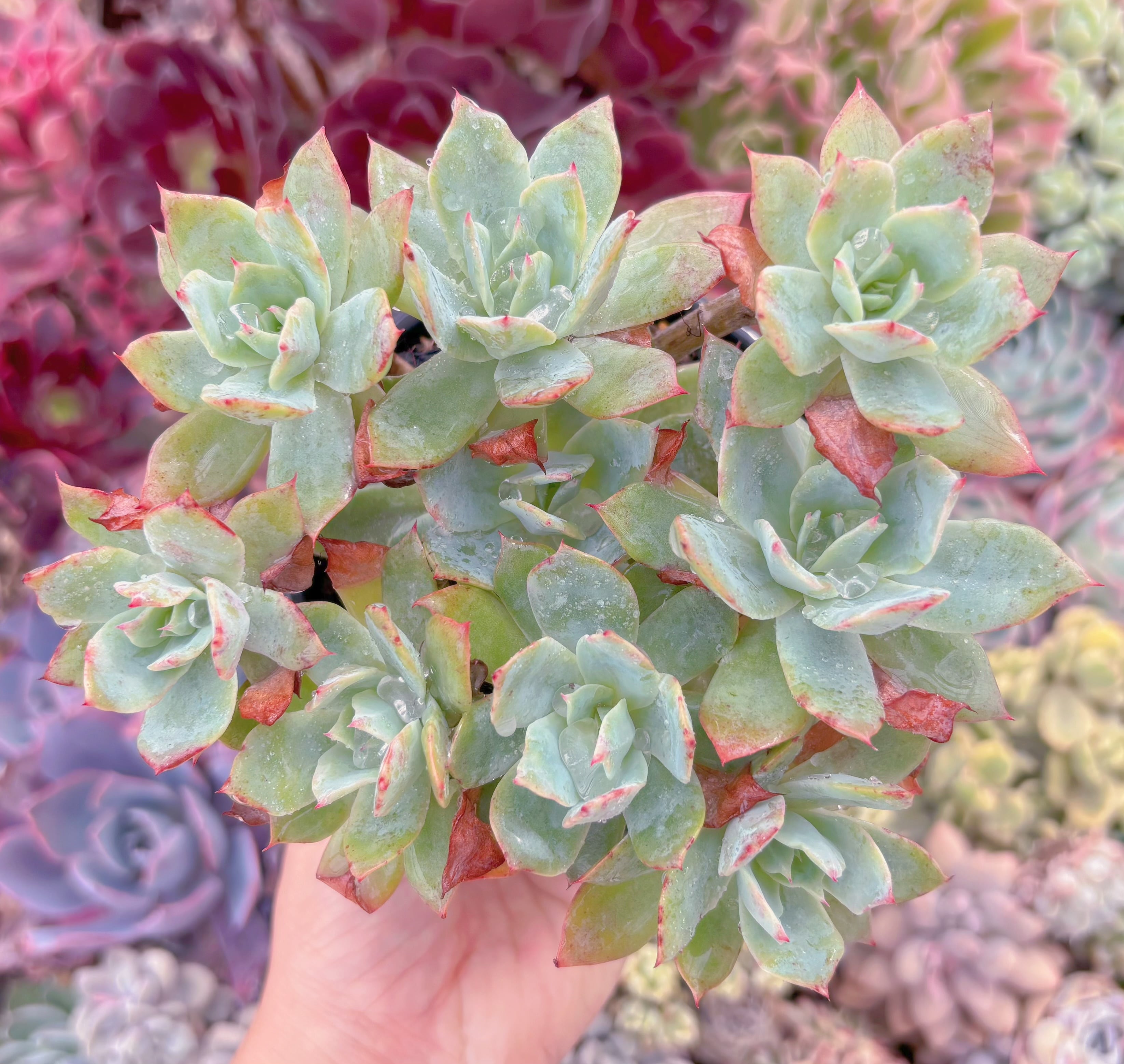 現品　ロザニー#609　るる農園