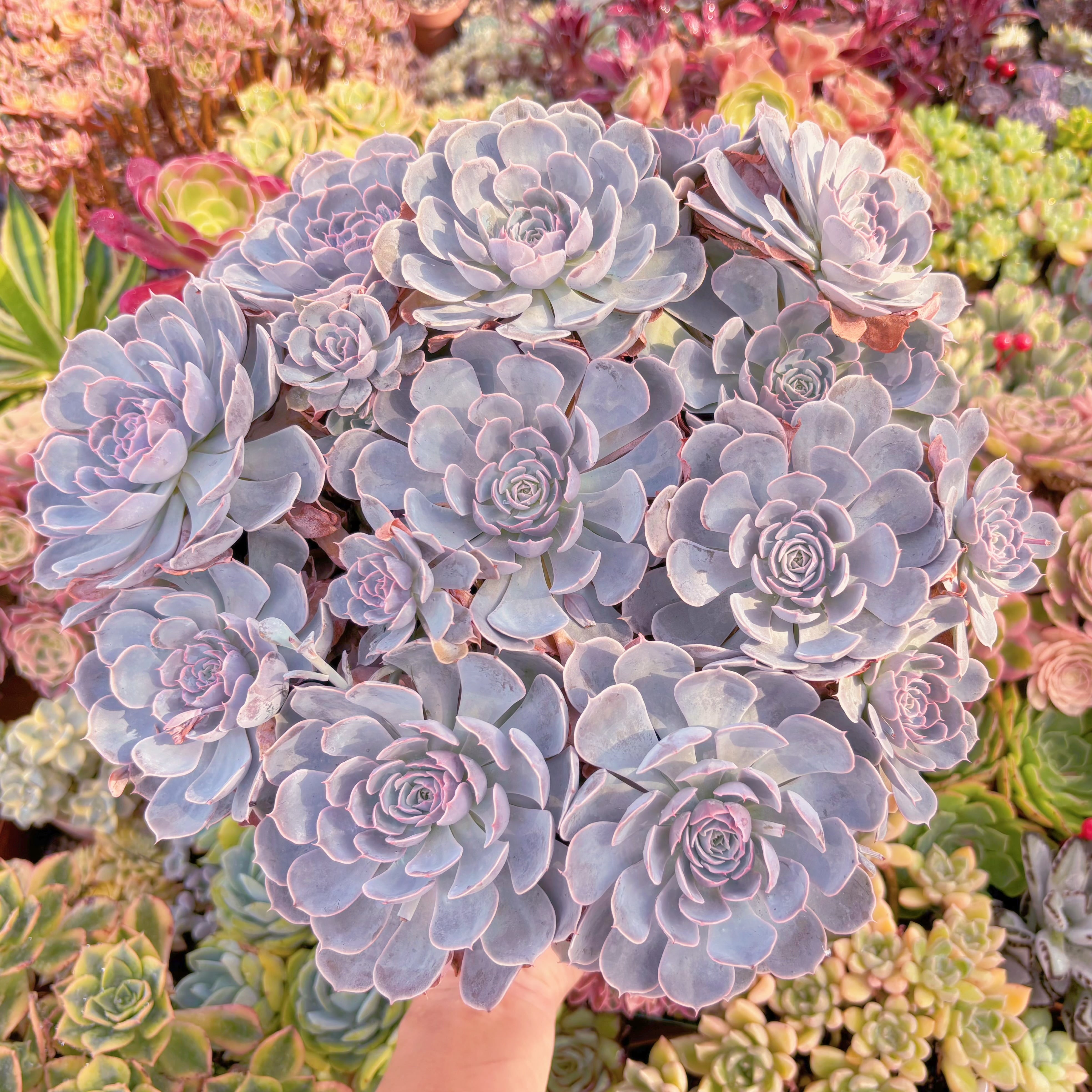 現品　天賜#F213　特特大群生　直径約30cm　るる農園