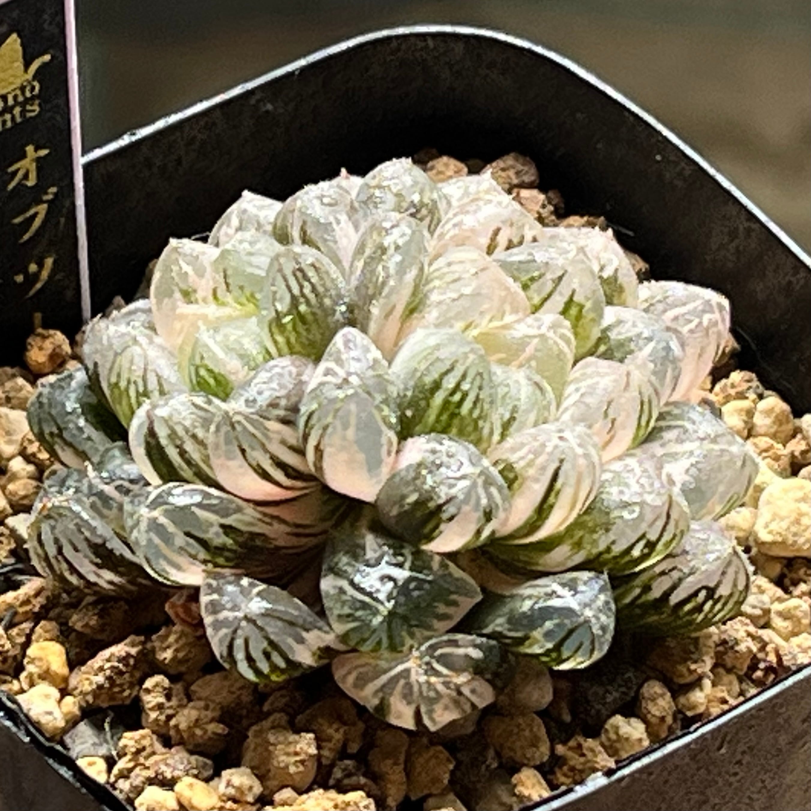 オブツーサ系 | mocono_plants