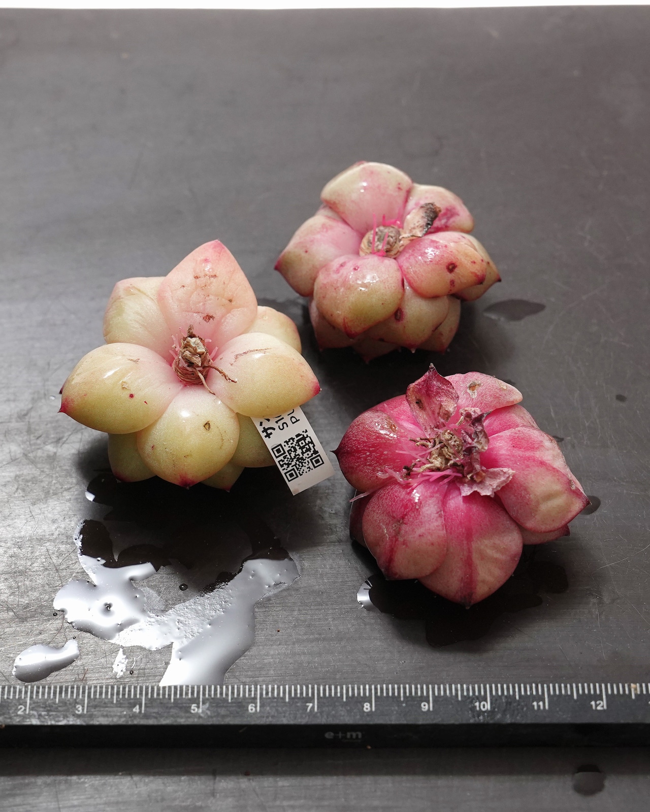 カット苗 サンフェザー Echeveria 'Sun Feather'