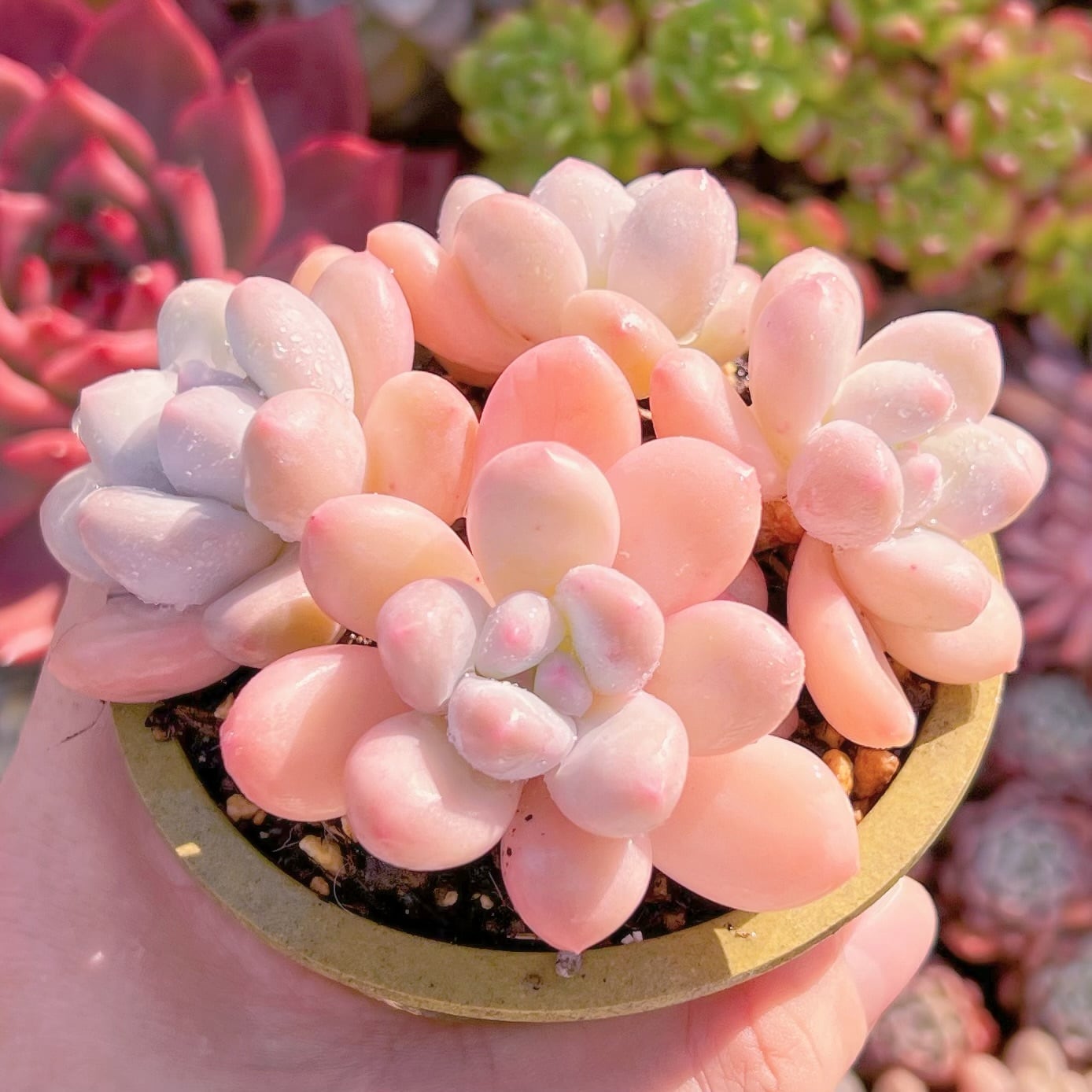 現品　ベビースイート#862　新入荷　るる農園