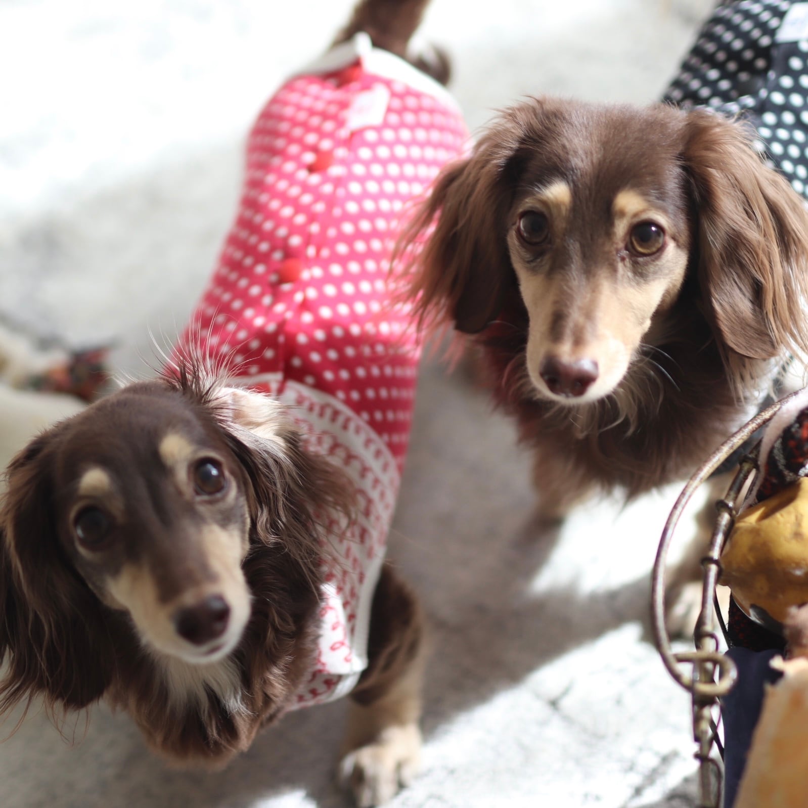 袖なし | カニンヘンダックスとミニチュアダックス専門のお洋服web