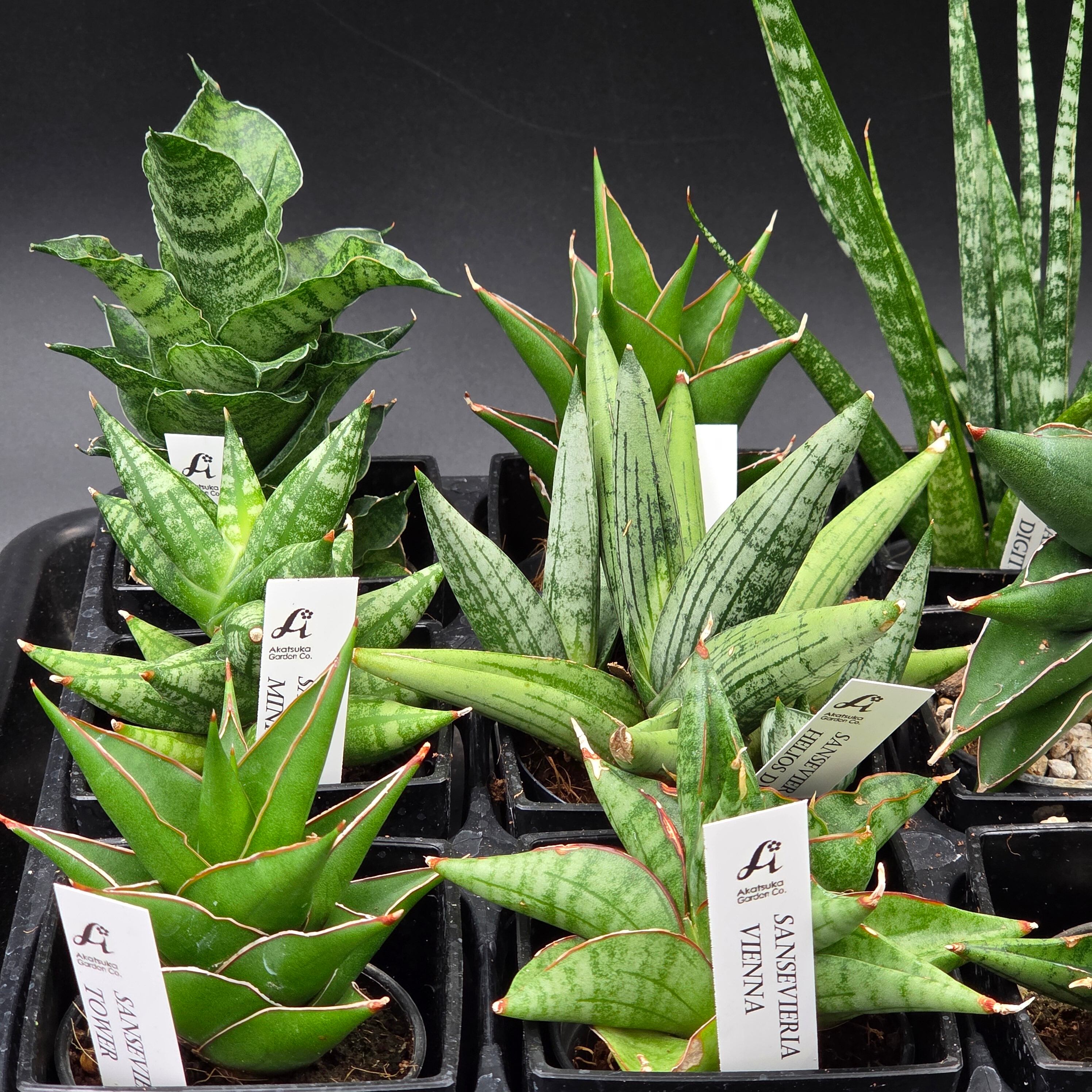 サンスベリア 希少種12品種アソートセット | BRIDGE GARDEN
