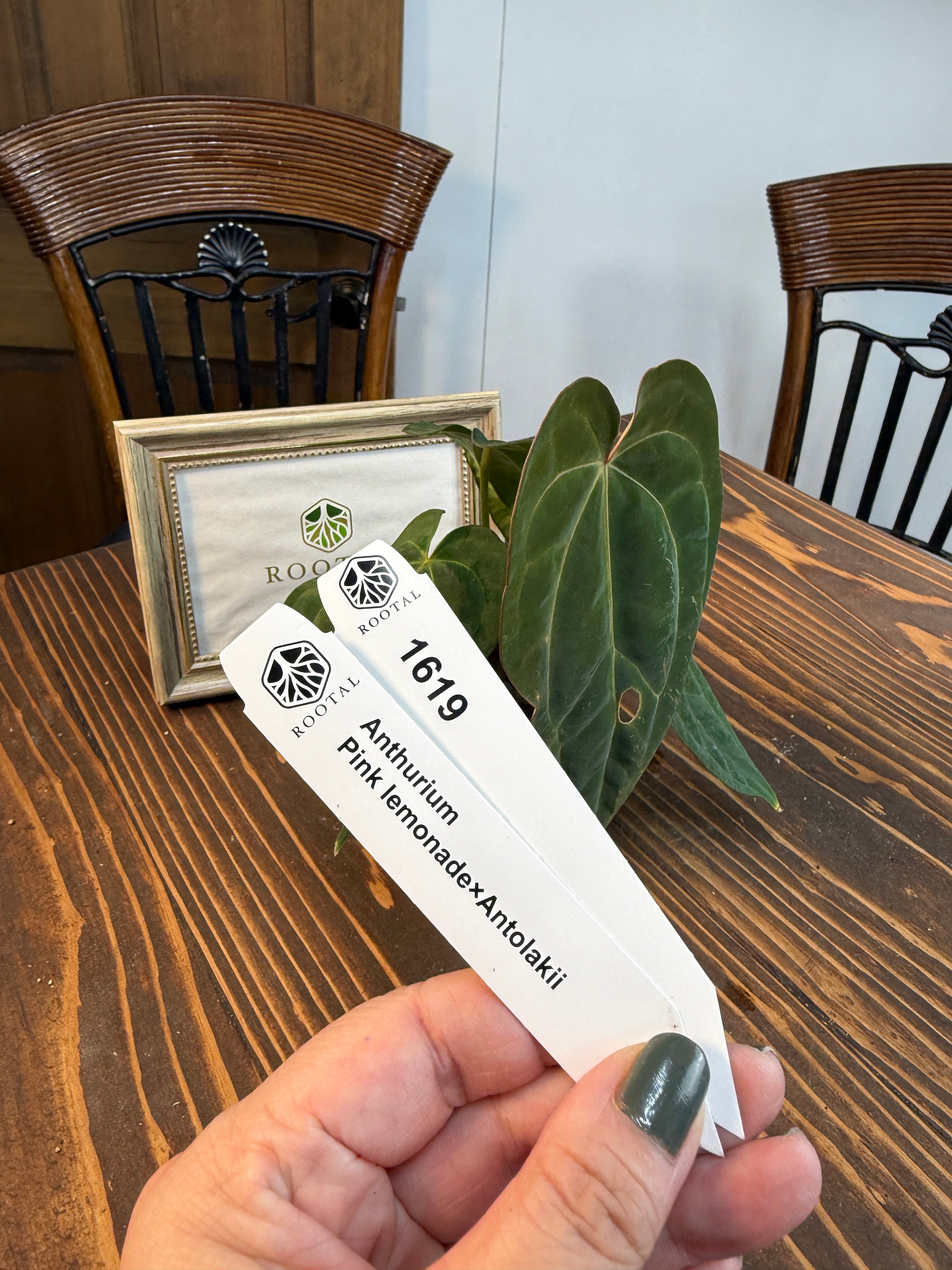 その他 | ROOTALPLANTS