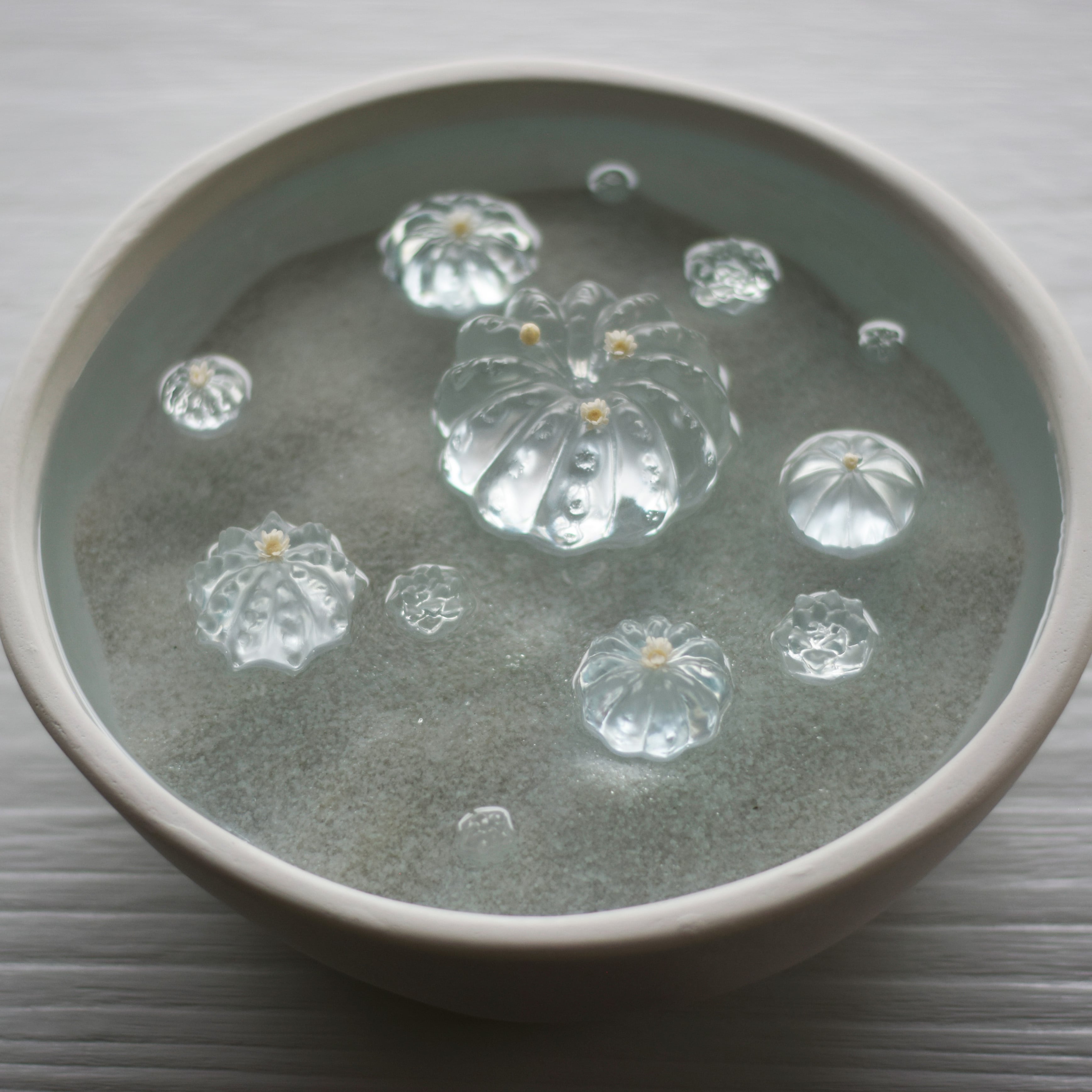 water cactus (玉サボテン) | Sabotensi
