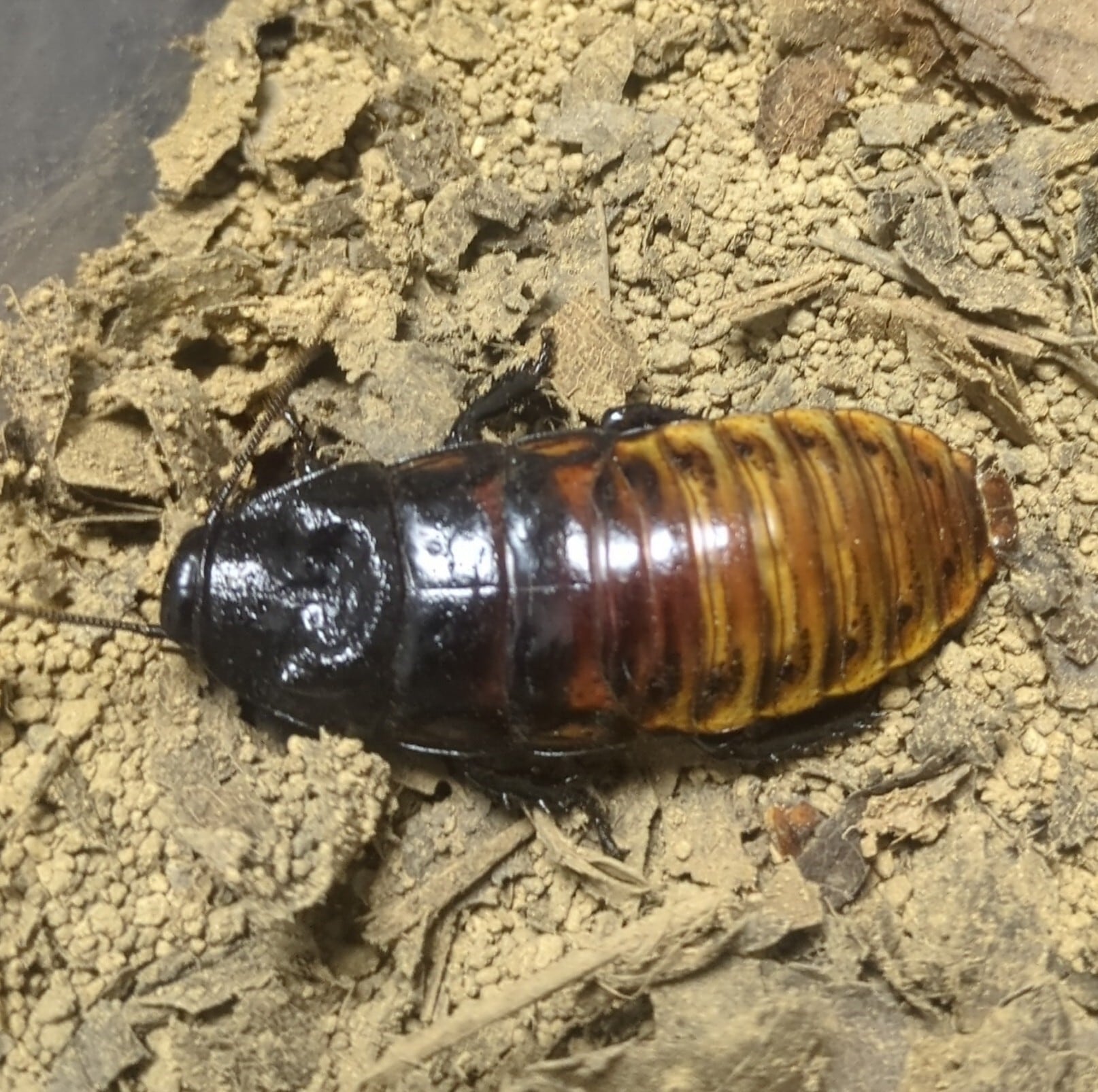 メキシカンレッドランプ ベビー(約10mm程) | ワラダンキングダム