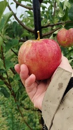 【秋の定番】もぎたて完熟「つがる」 5kg