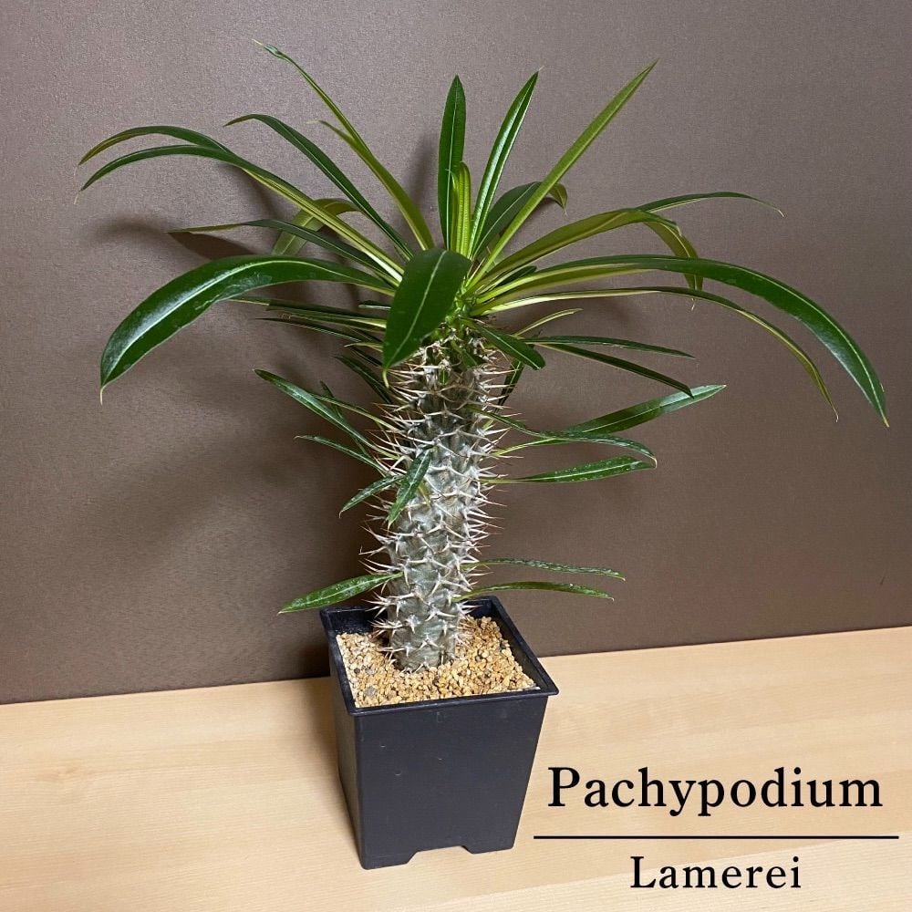 パキポディウム　ラメリー　抜き苗　塊根植物　ドライガーデン　アガベ　ユッカ パキポディウム ラメリー 抜き苗 塊根植物 ドライガーデン