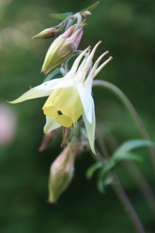 キバナオナガオダマキ（黄花尾長苧環）９〜１０．５ｃｍ苗　【山野草　花苗　初心者　簡単　日向　ガーデニング　多年草　宿根草　ロックガーデン】の画像