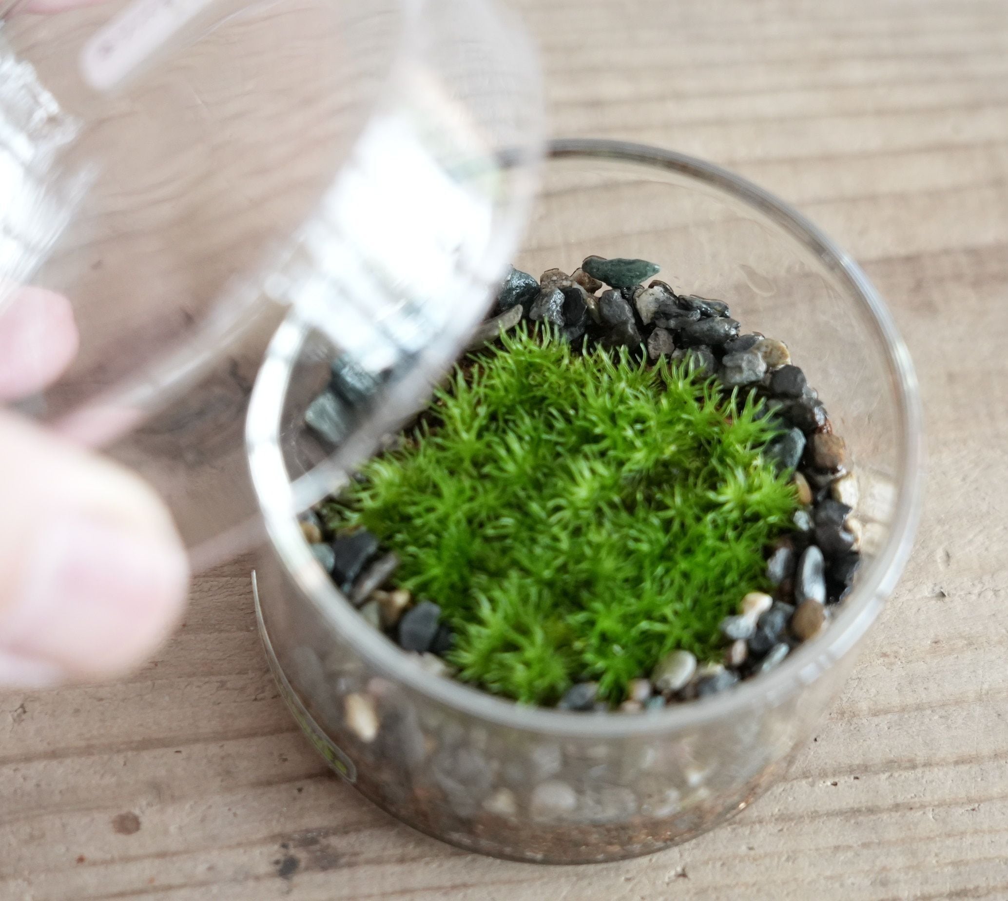 シャーレで育てる小さな苔の森−ホソバオキナゴケー ◇初めて シャーレで育てる小さな苔の森−ホソバオキナゴケー ◇初めて
